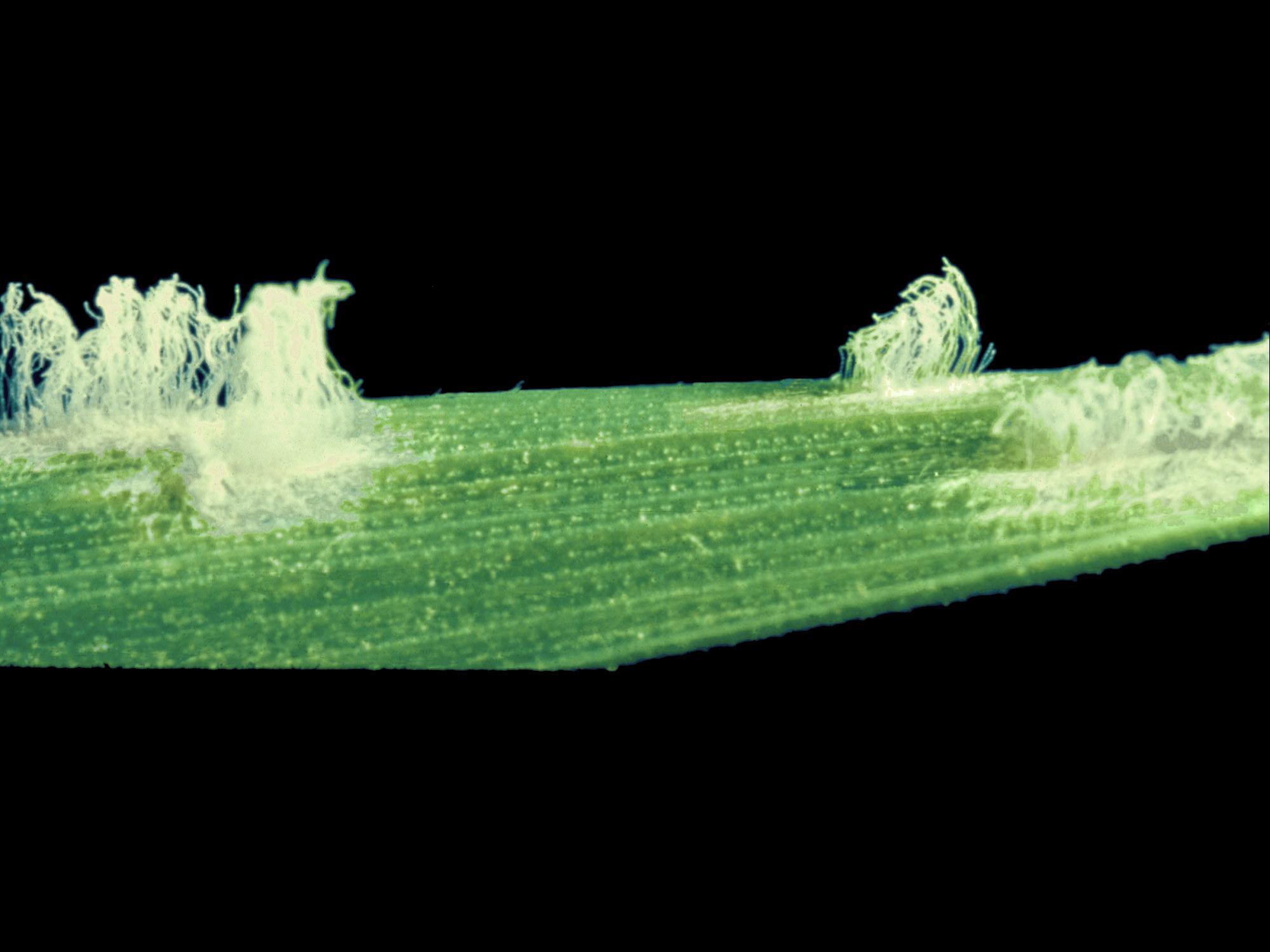 Blé de printemps - Blanc (Oidium monilioides)