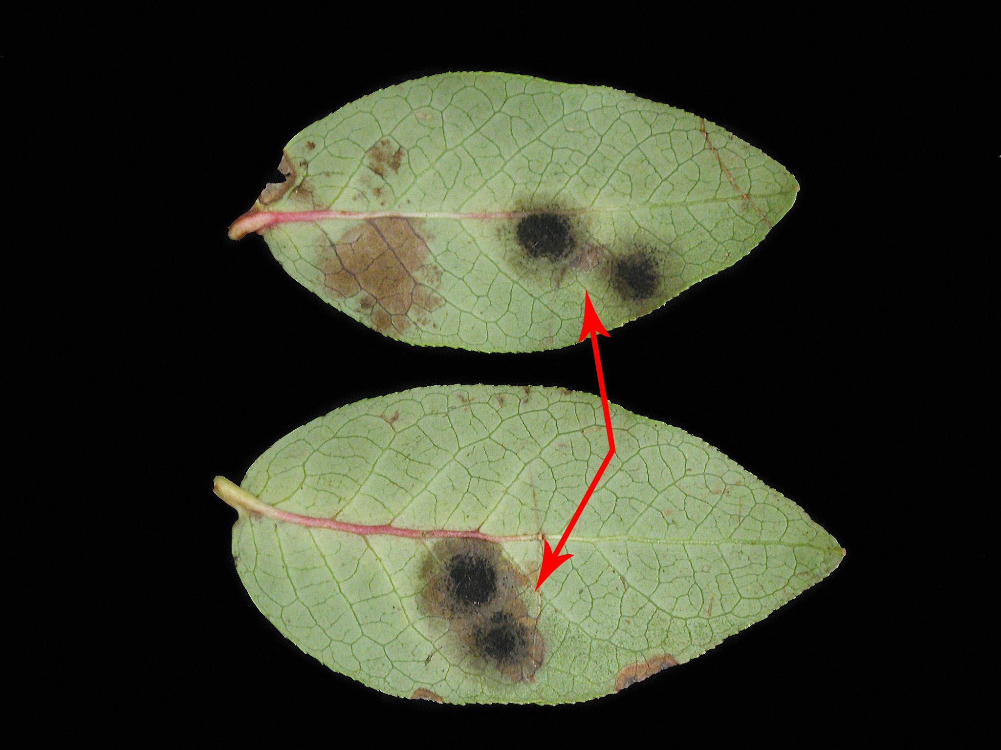 Bleuet en corymbe - Anthracnose (Colletotrichum sp.)