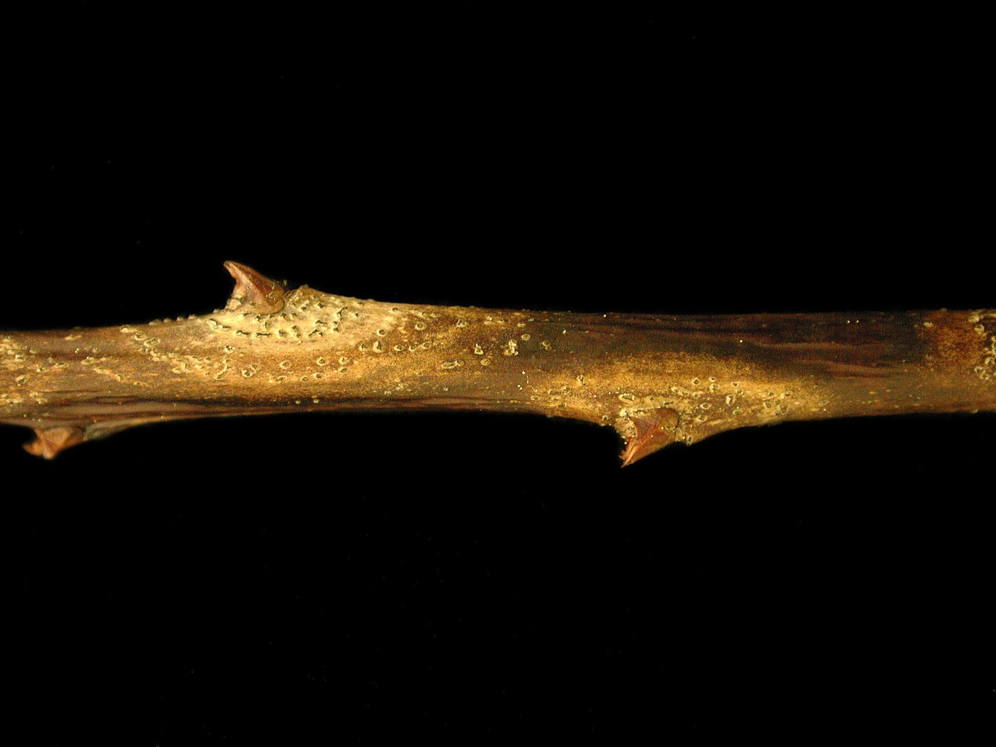 Bleuet en corymbe - Chancre à Fusicoccum (Godronia cassandrae)