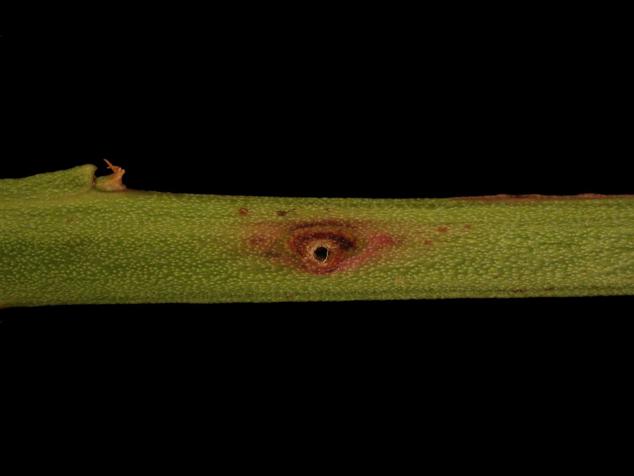 Bleuet en corymbe - Anthracnose (Colletotrichum sp.)