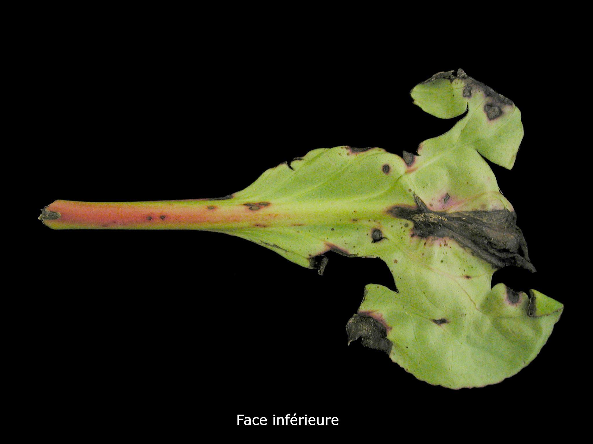 Bergenias - Anthracnose (Colletotrichum sp.)