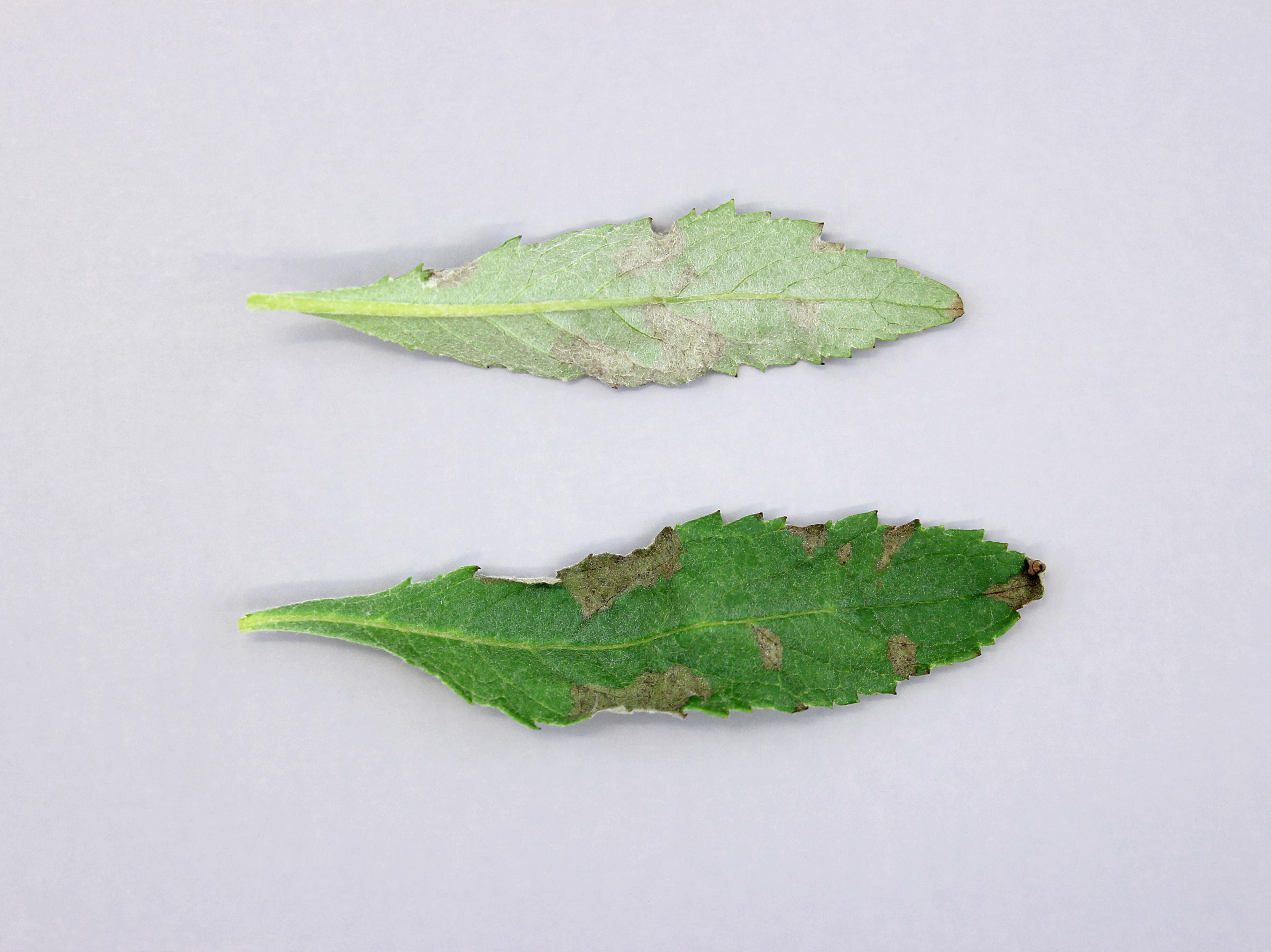 Arbres aux papillons - Mildiou (Peronospora sp.)