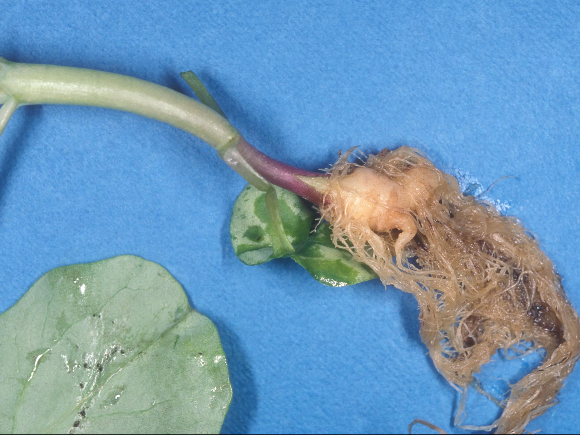 Chou pommé - Hernie des crucifères (Plasmodiophora brassicae)