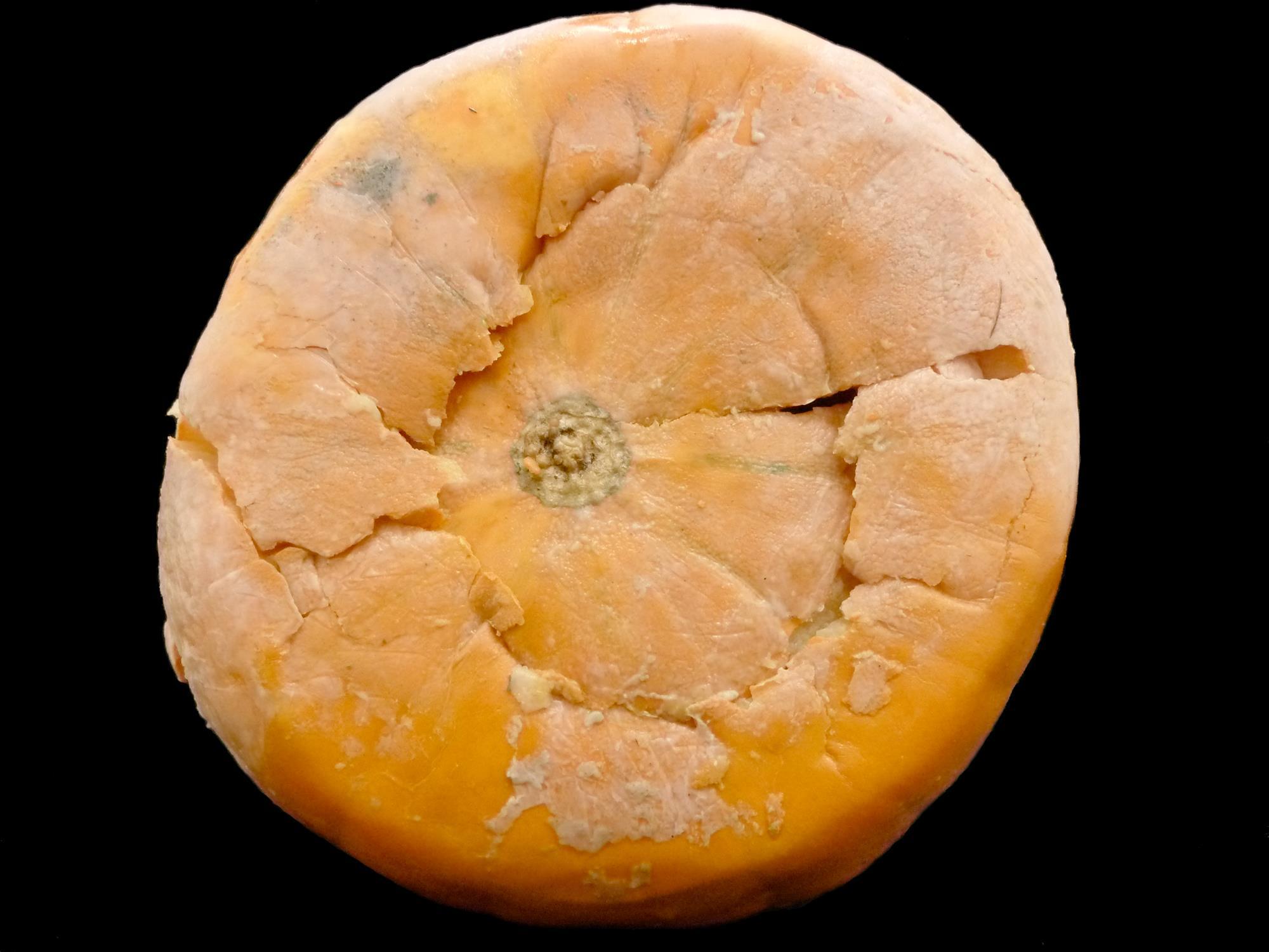 Citrouille - Dépérissement phytophthoréen (Phytophthora capsici)