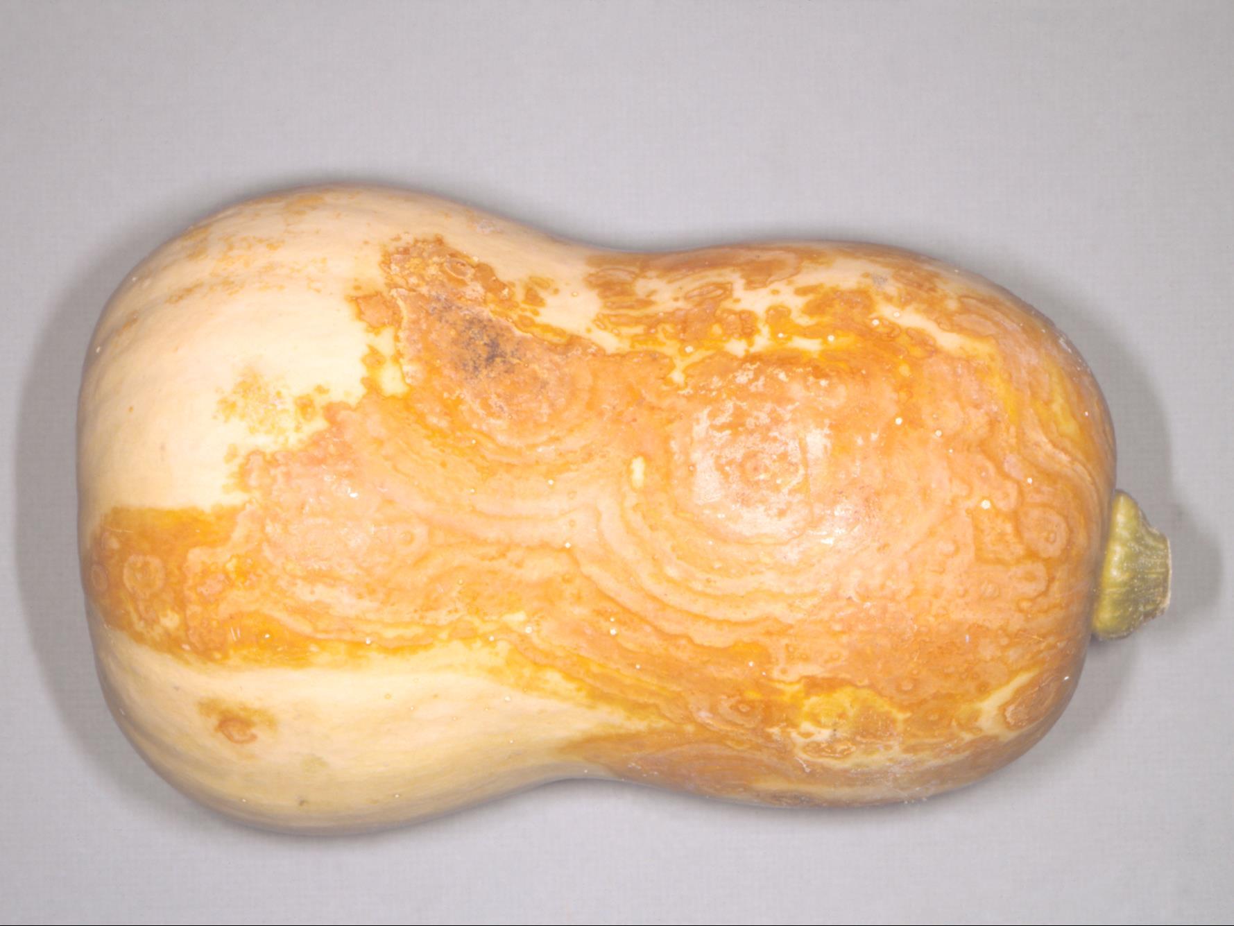 Courges - Chancre gommeux (Stagonosporopsis cucurbitacearum)