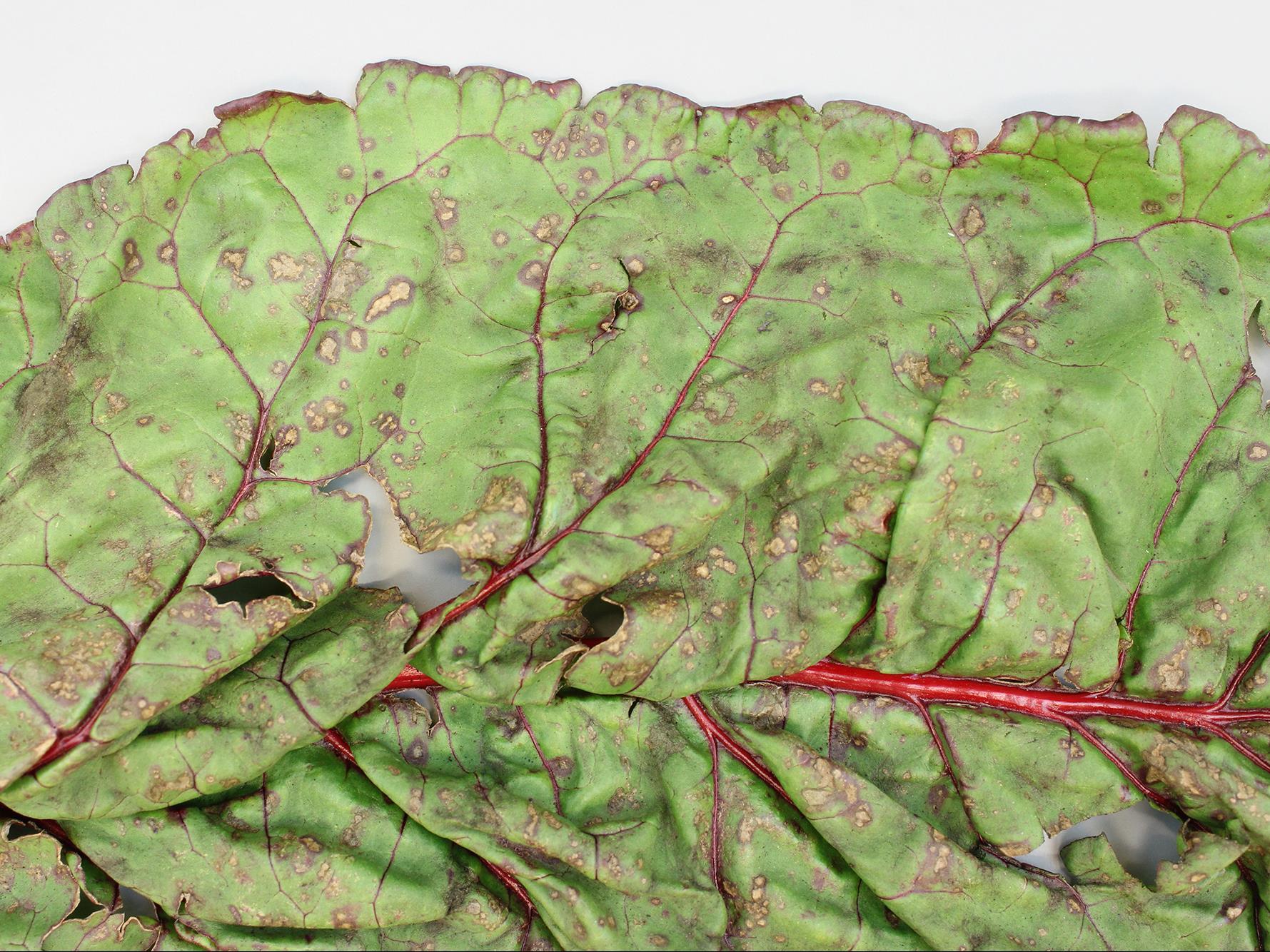 Bette à carde - Alternariose (Alternaria alternata)