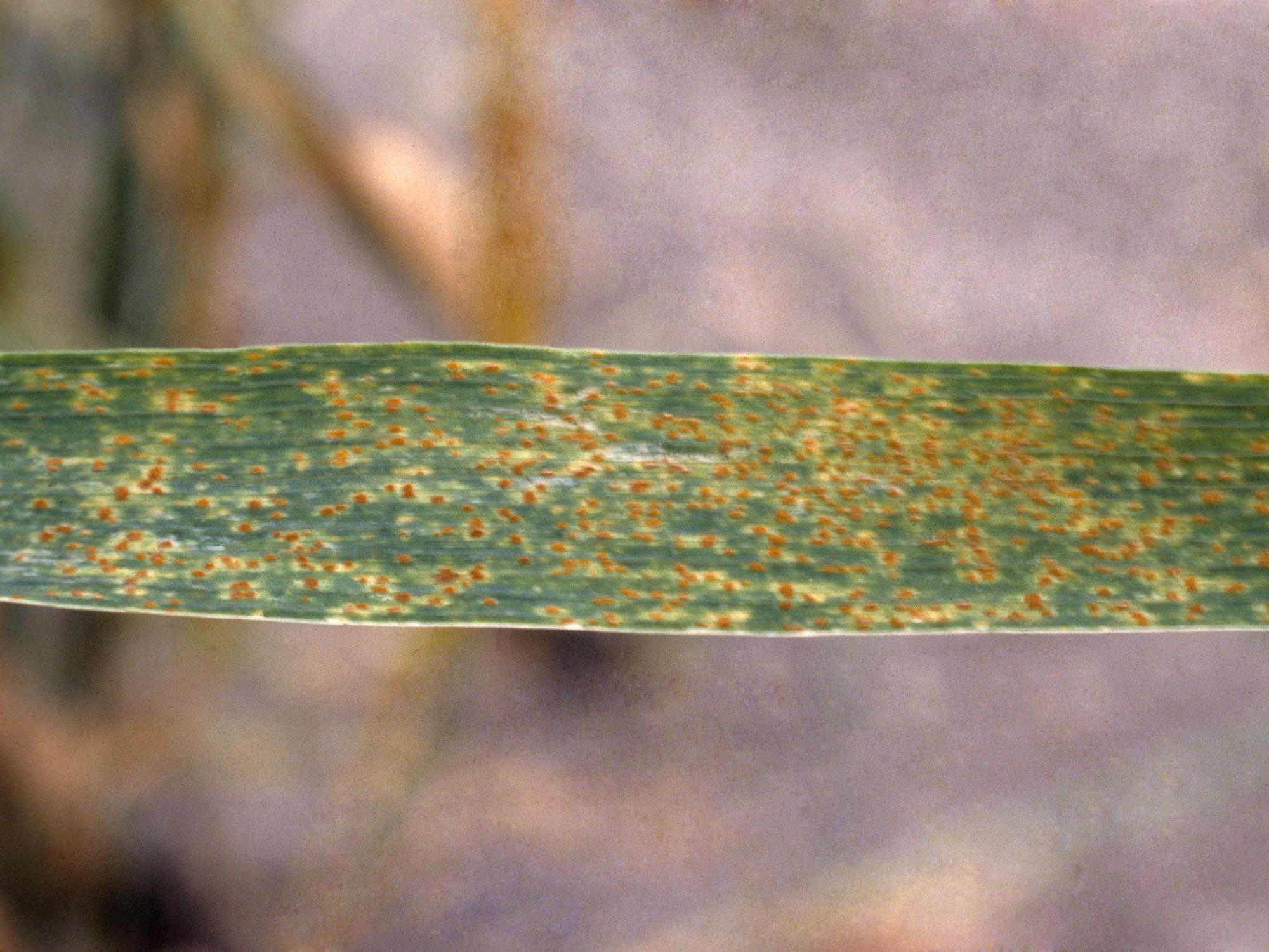 Blé - Rouille brune (Puccinia triticina)_1