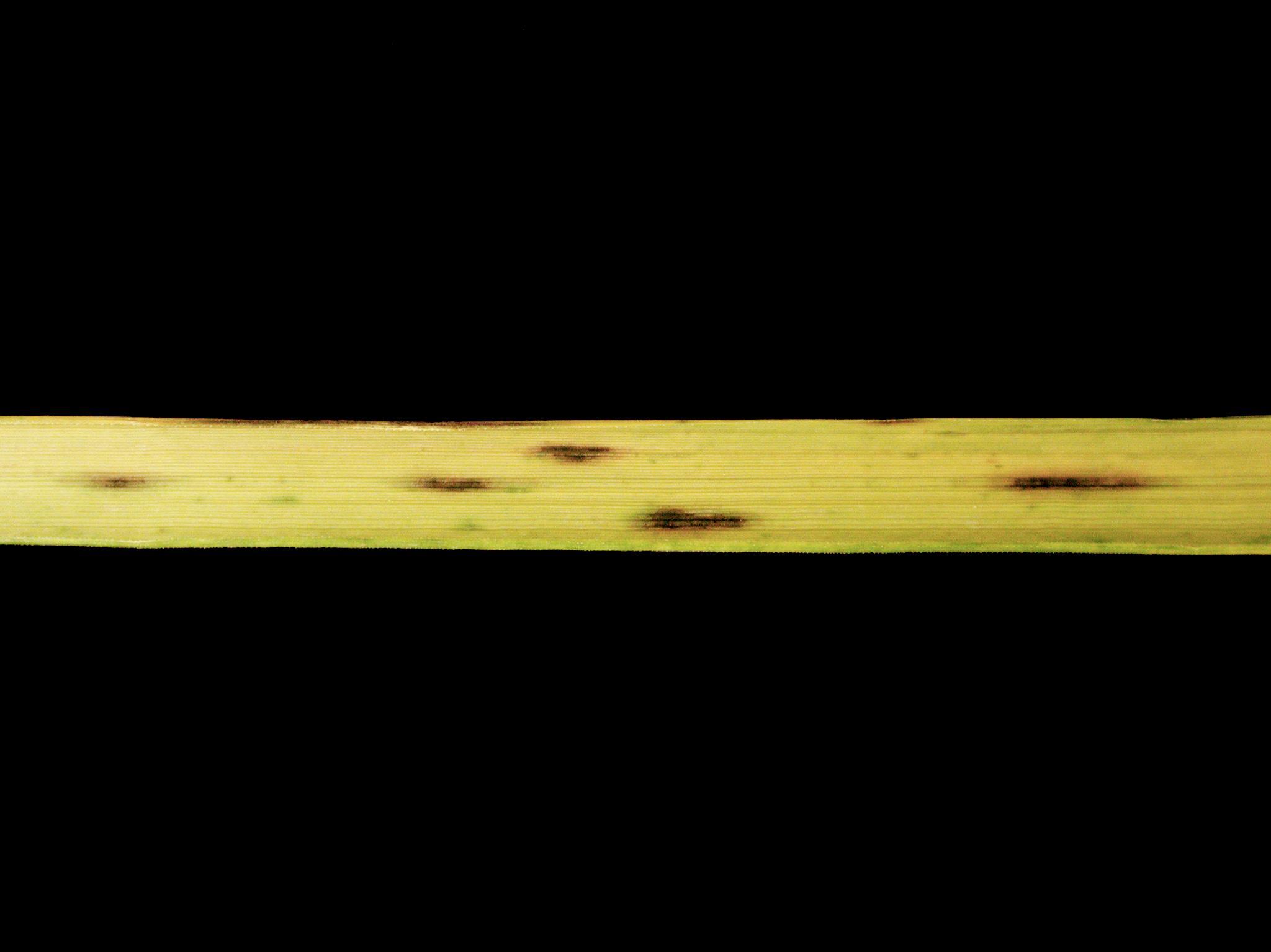 Calamagrostides - Anthracnose (Colletotrichum sp.)