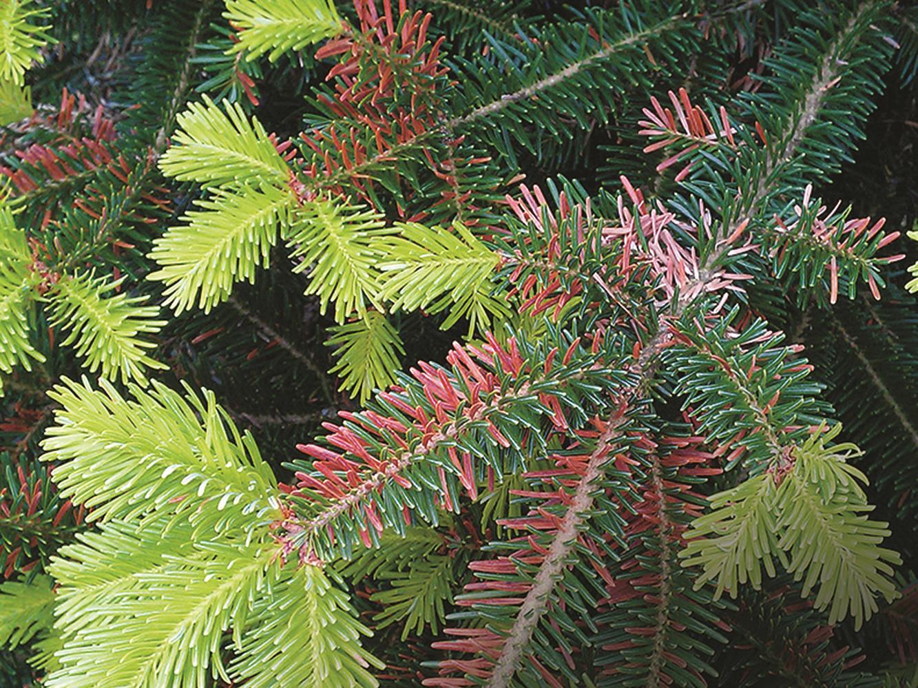 Arbres de Noël (sapins) - Rouge des aiguilles (Rhizosphaera spp.)