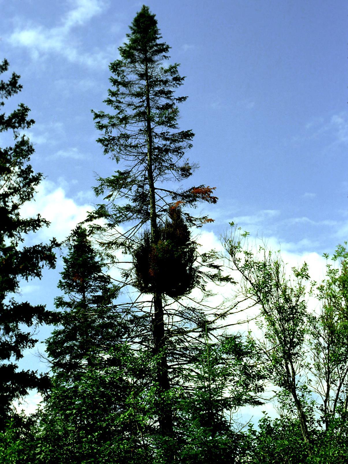 Arbres de Noël (sapins) - Rouille balai de sorcière (Melampsorella caryophyllacearum)