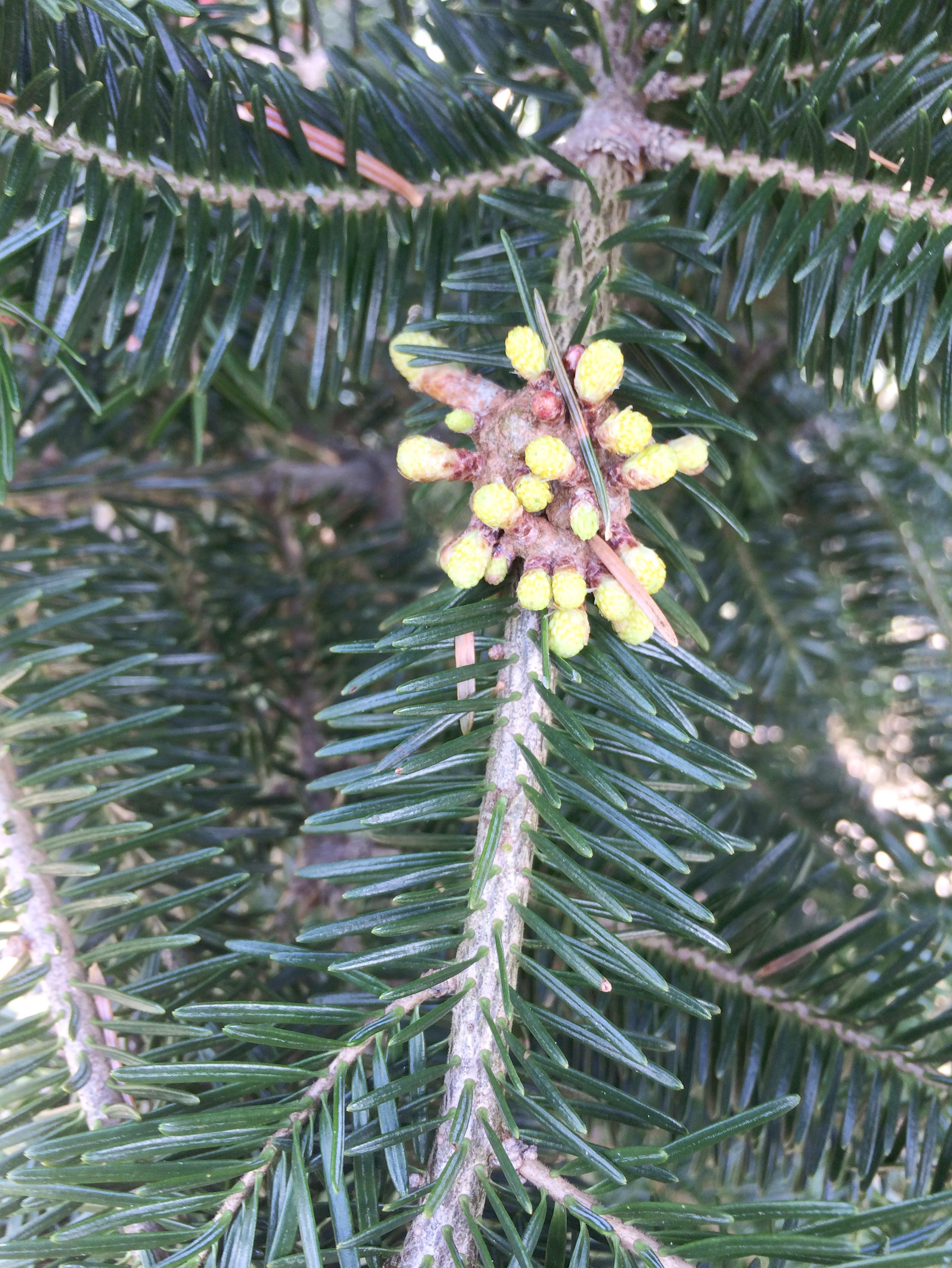 Arbres de Noël (sapins) - Rouille balai de sorcière (Melampsorella caryophyllacearum)