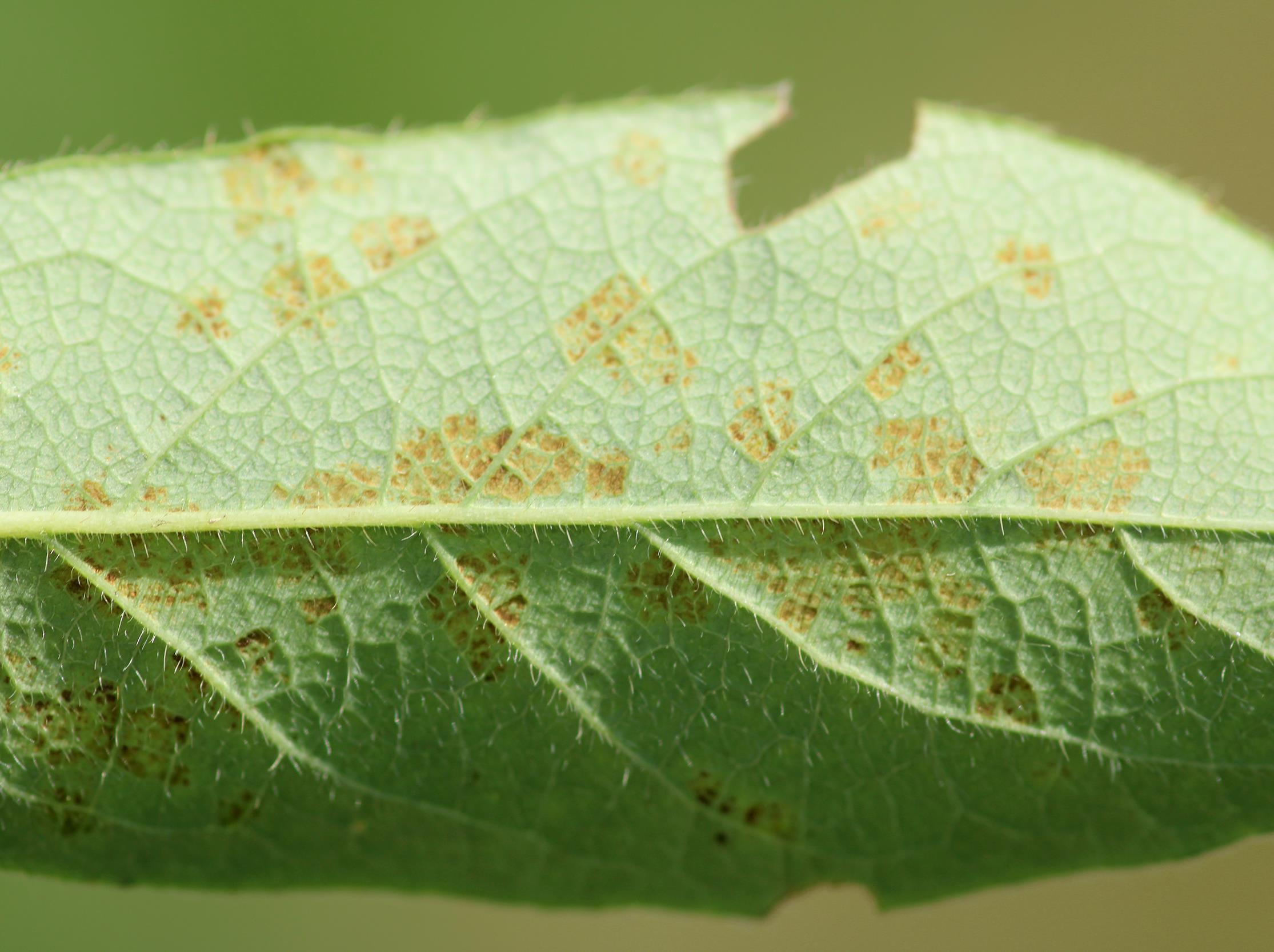 Camerise - Blanc (Erysiphe lonicerae)