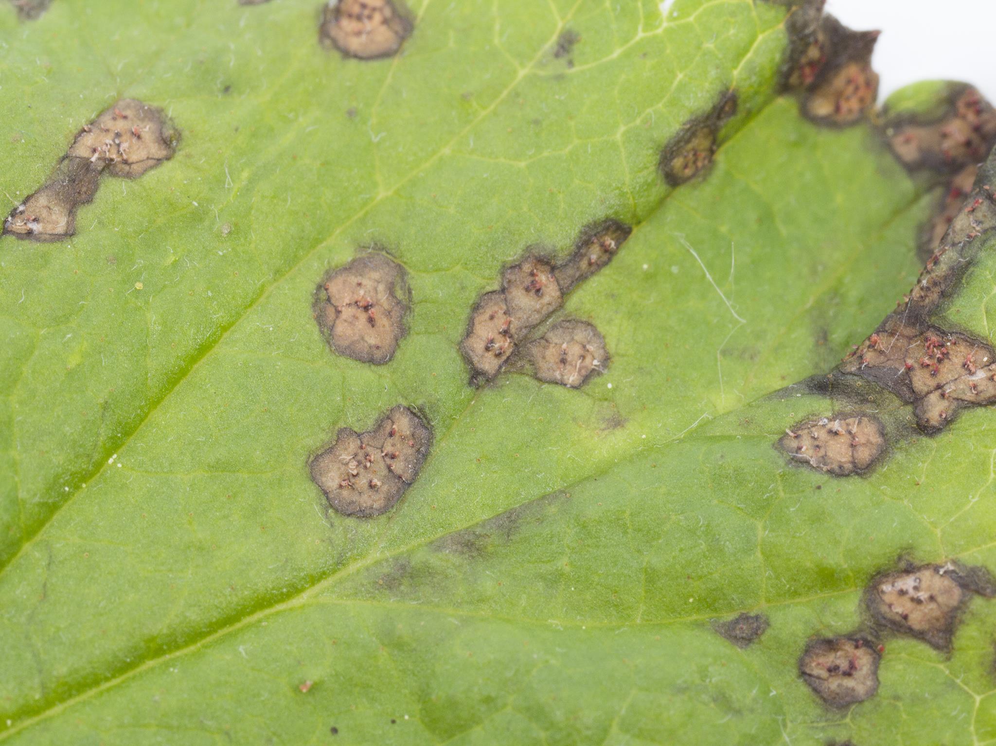 Cassis - Tache septorienne (Septoria ribis)