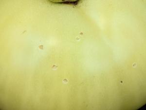 Tomate - Chancre bactérien (Clavibacter michiganensis subsp. michiganensis)
