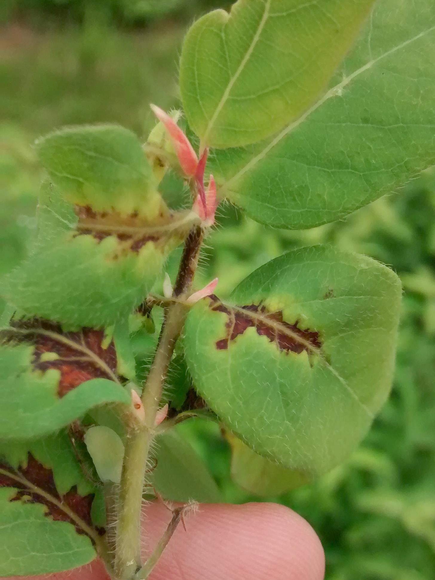 Camerise - Coulure bactérienne (Pseudomonas syringae pv. syringae)