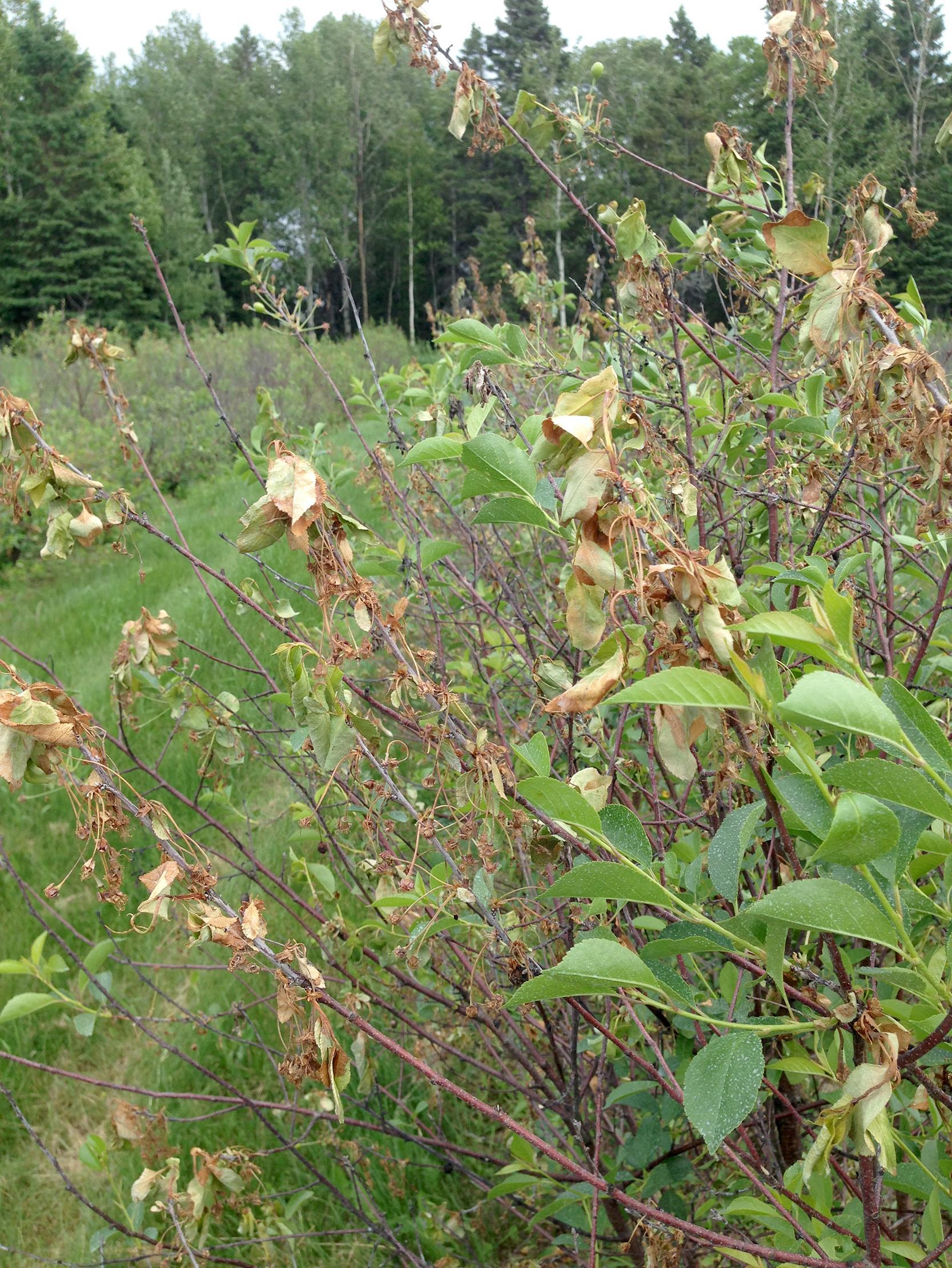 Cerise - Coulure bactérienne (Pseudomonas syringae pv. syringae)