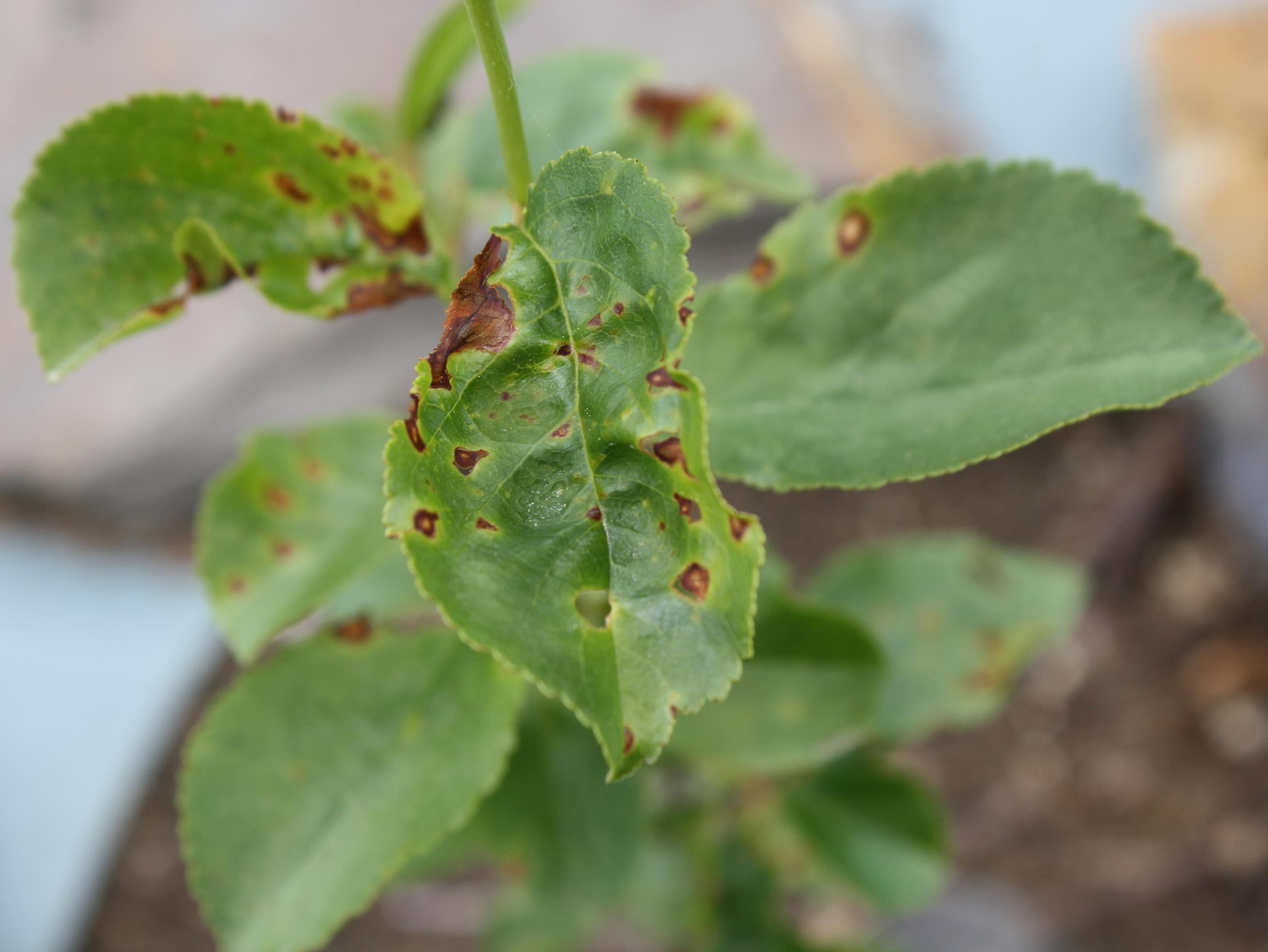 Cerise - Coulure bactérienne (Pseudomonas syringae pv. syringae)