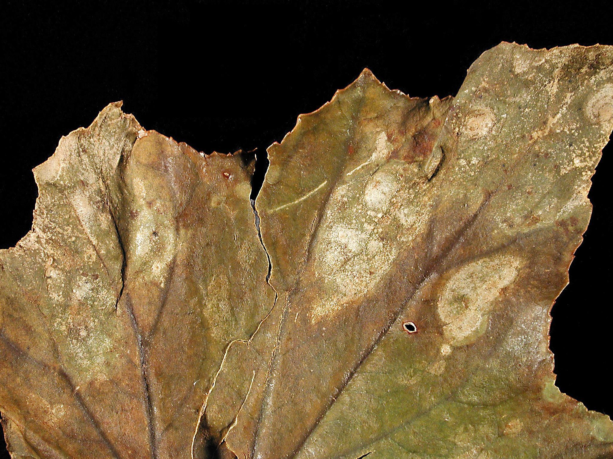 Bégonias - Nématode foliaire (Aphelenchoides sp.)