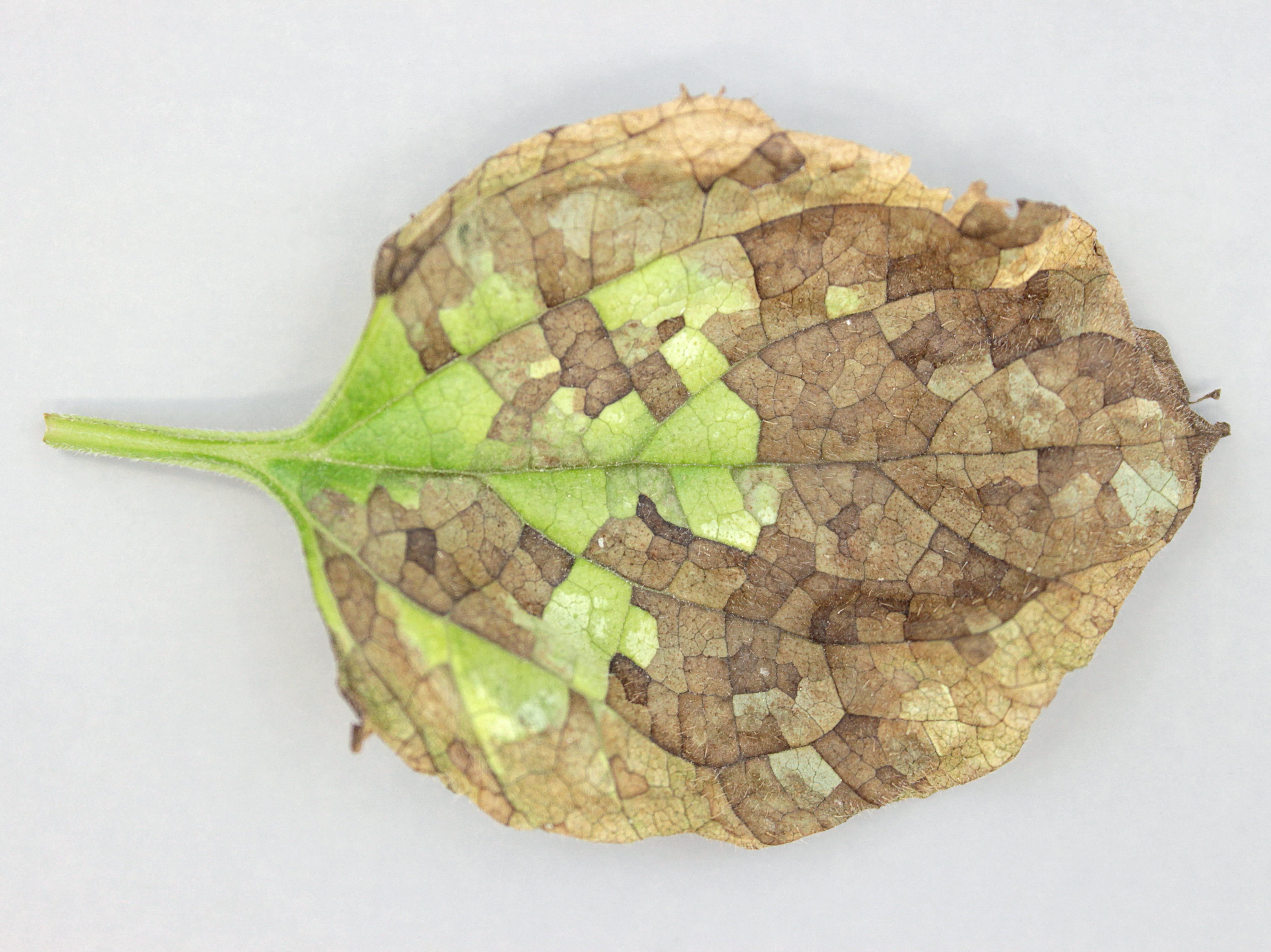 Brunnère à grandes feuilles - Nématode foliaire (Aphelenchoides sp.)