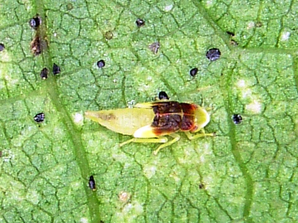 Cicadelle de la vigne (Erythroneura vitis)_1