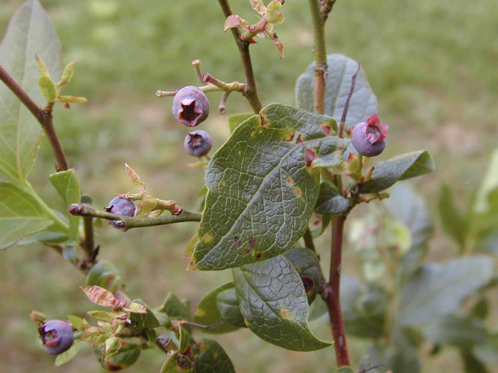 Bleuet en corymbe - Virus de la tache annulaire de la tomate (ToRSV)