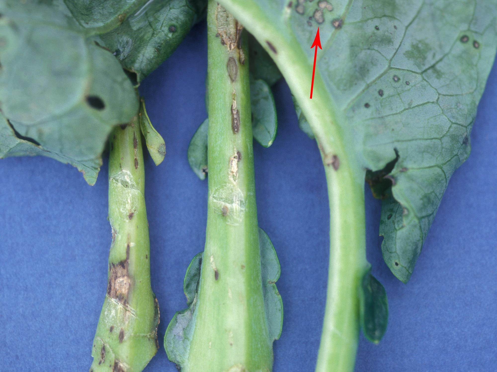 Chou-fleur - Tache bactérienne (Xanthomonas campestris pv. raphani)