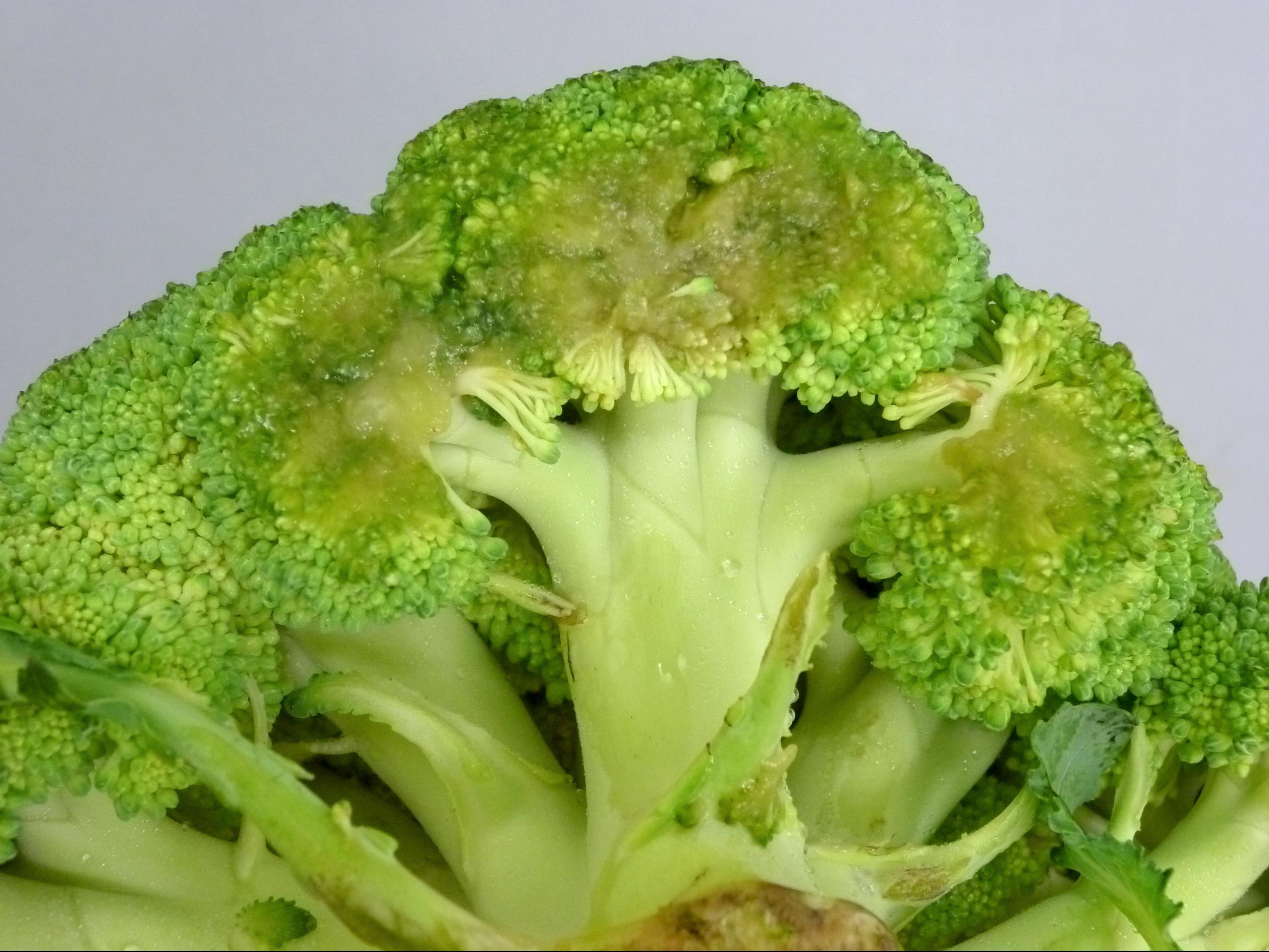 Brocoli - Pourriture molle bactérienne (Pectobacterium carotovorum)