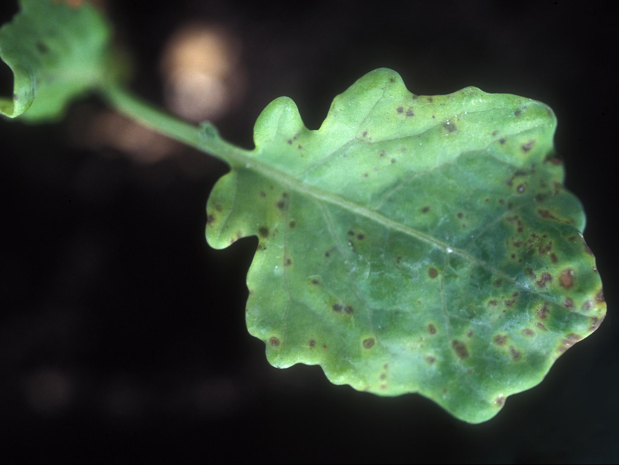 Brocoli - Moucheture bactérienne (Pseudomonas syringae pv. maculicola)