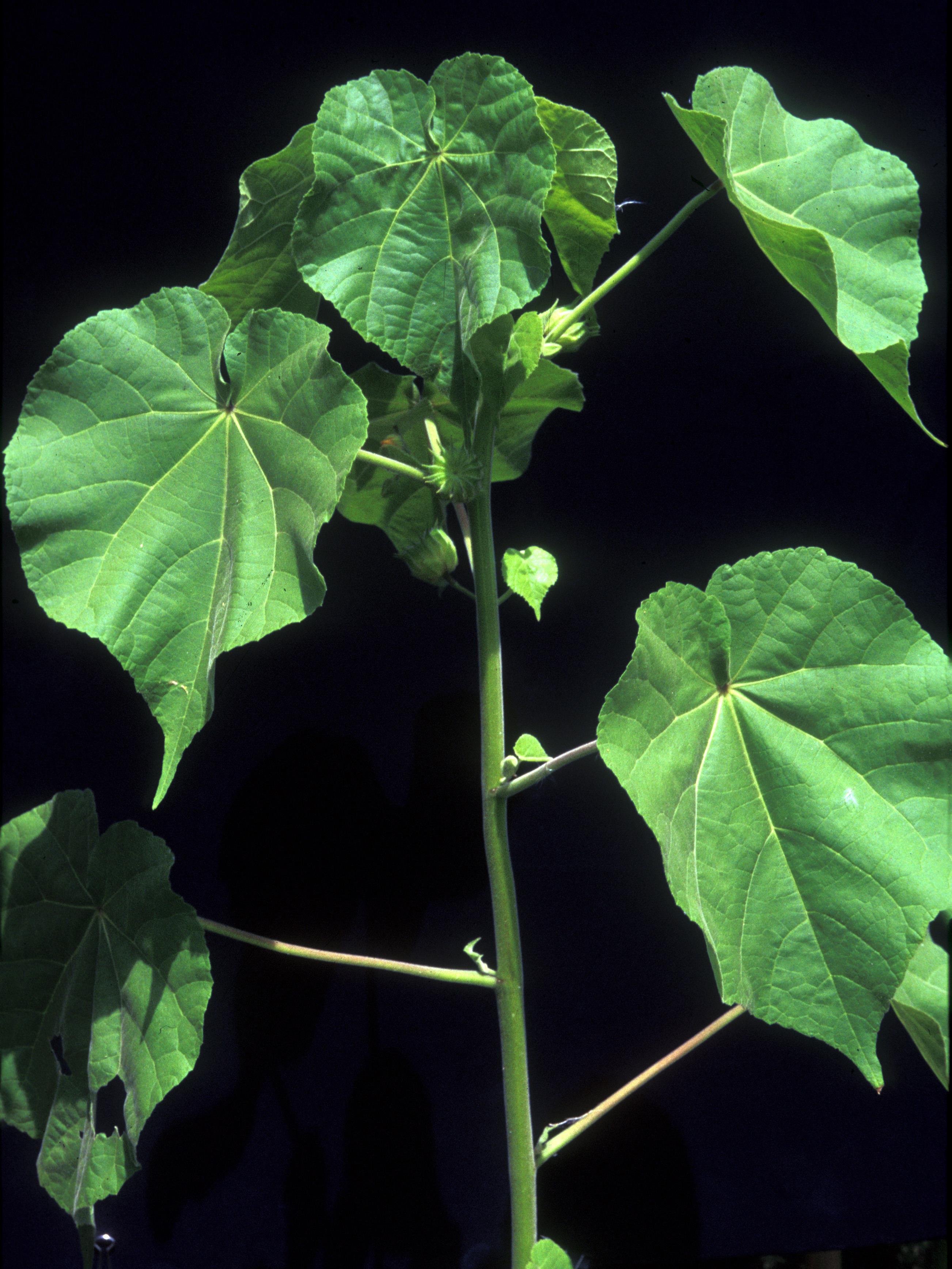 Abutilon à pétales jaunes(Abutilon theophrasti)_22