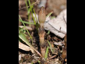 Prêle champs (Equisetum arvense)_29