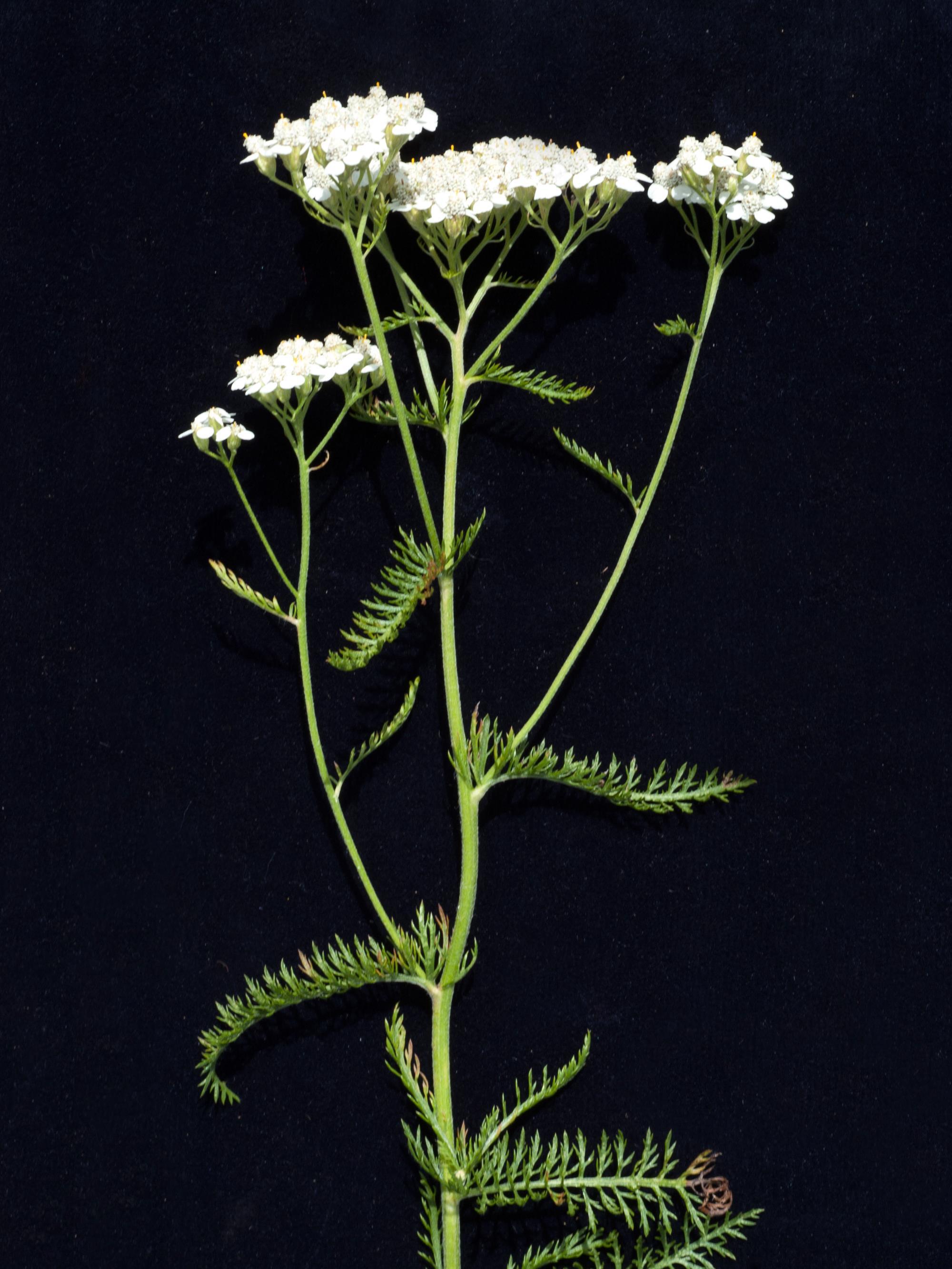 Achillée millefeuille(Achillea millefolium)_5