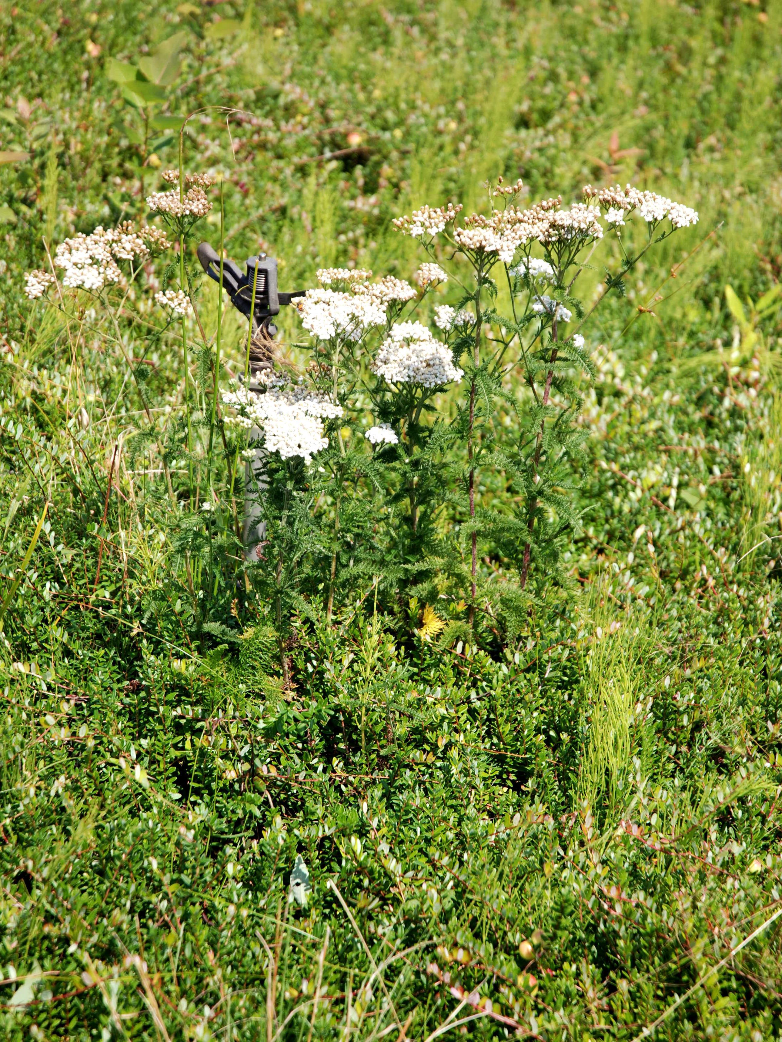 Achillée millefeuille(Achillea millefolium)_8