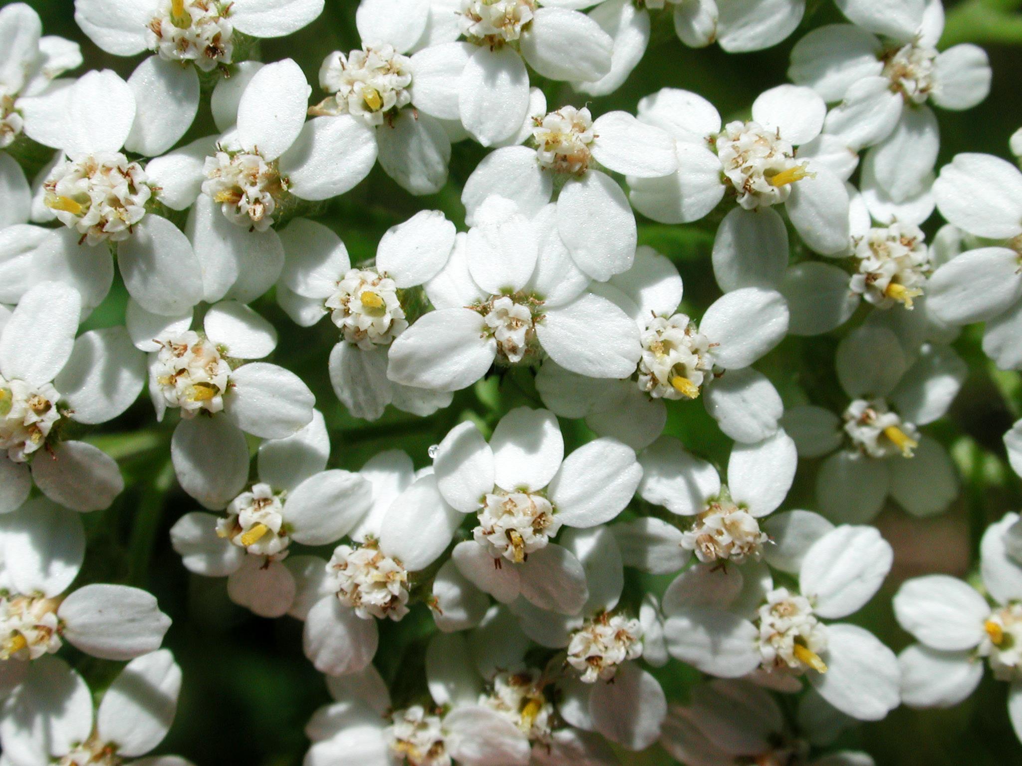 Achillée millefeuille(Achillea millefolium)_16