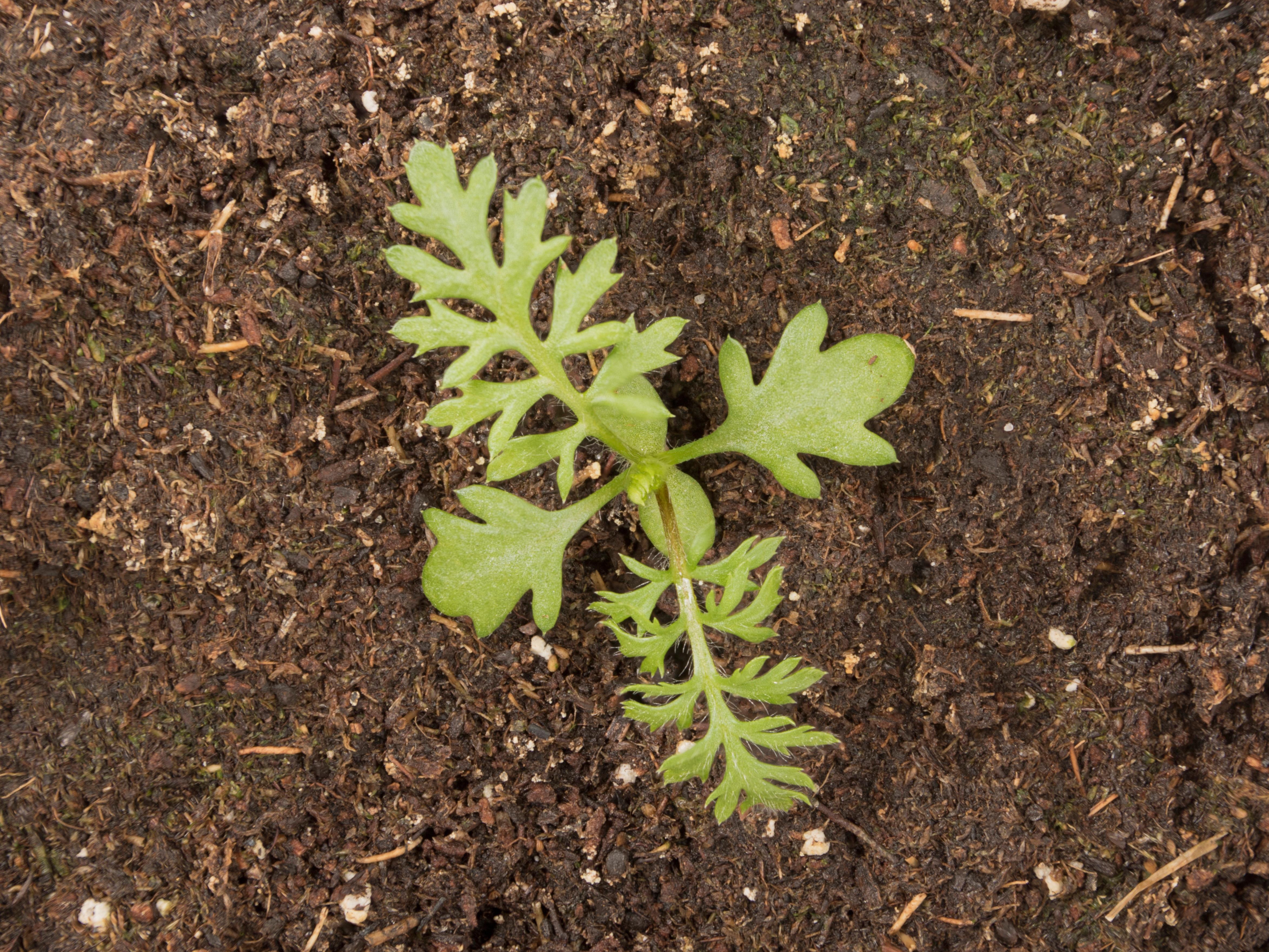 Achillée millefeuille(Achillea millefolium)_19