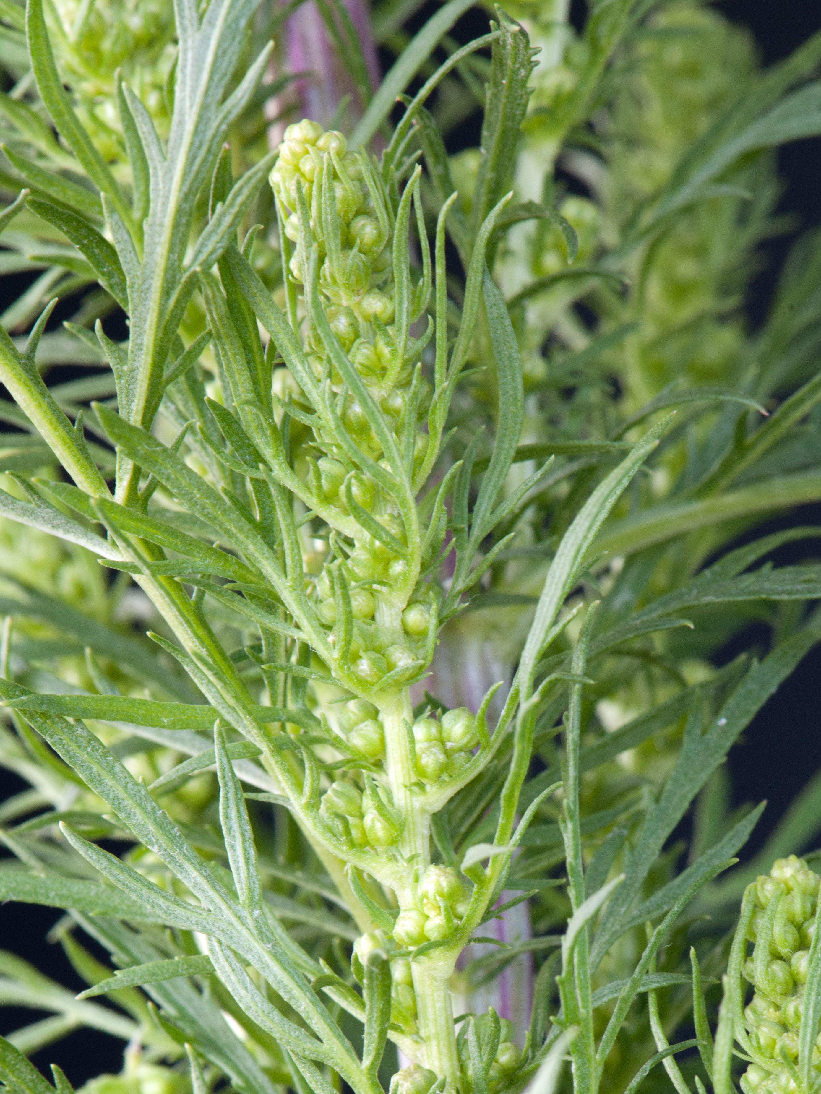 Armoise bisannuelle(Artemisia biennis)_2