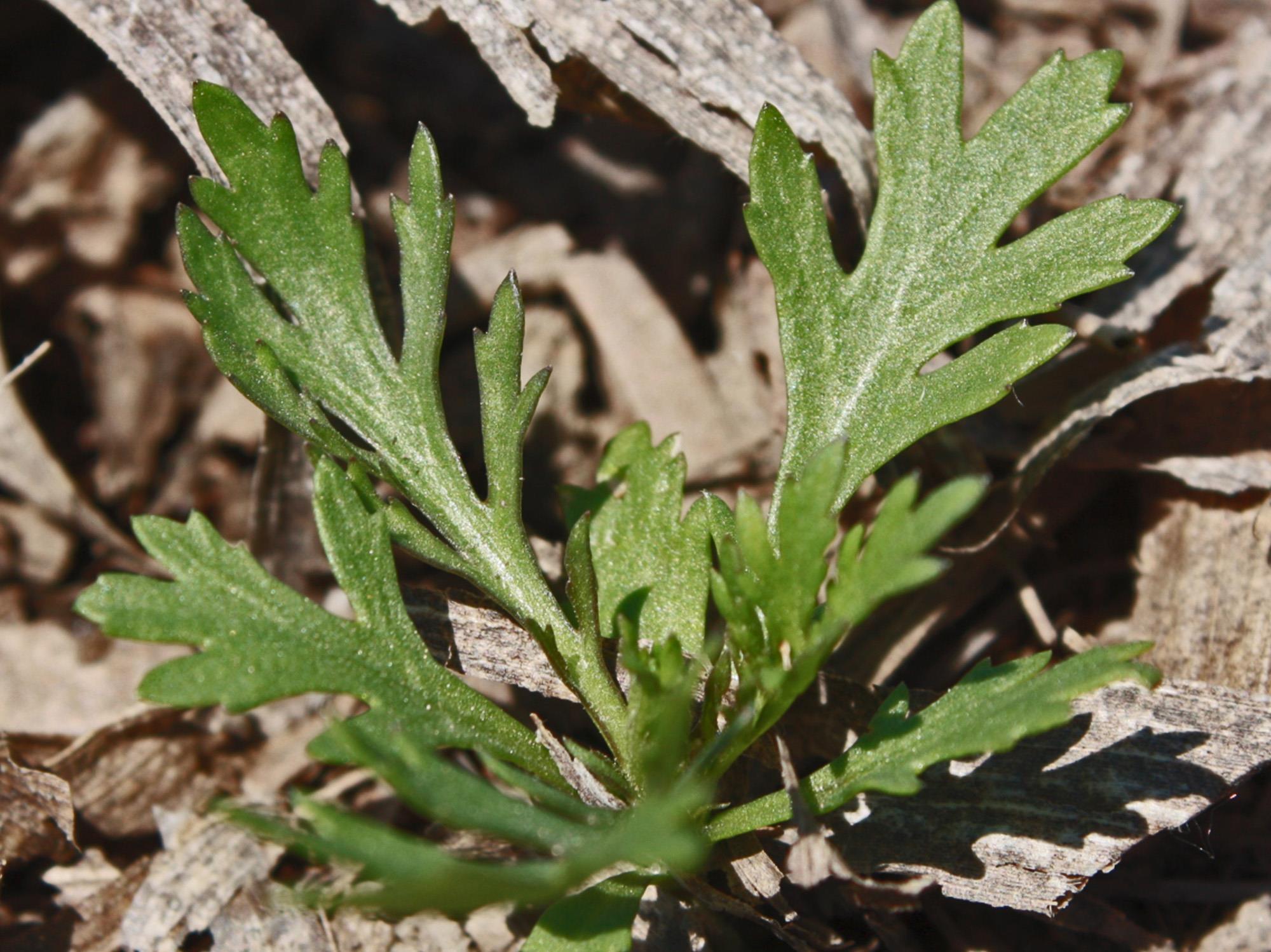 Armoise bisannuelle(Artemisia biennis)_3