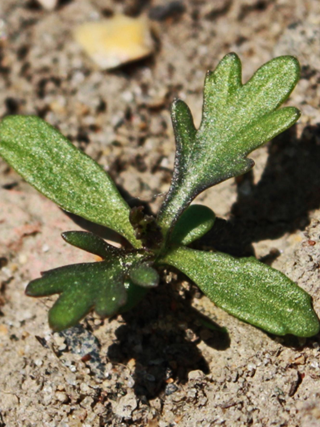 Armoise bisannuelle(Artemisia biennis)_4