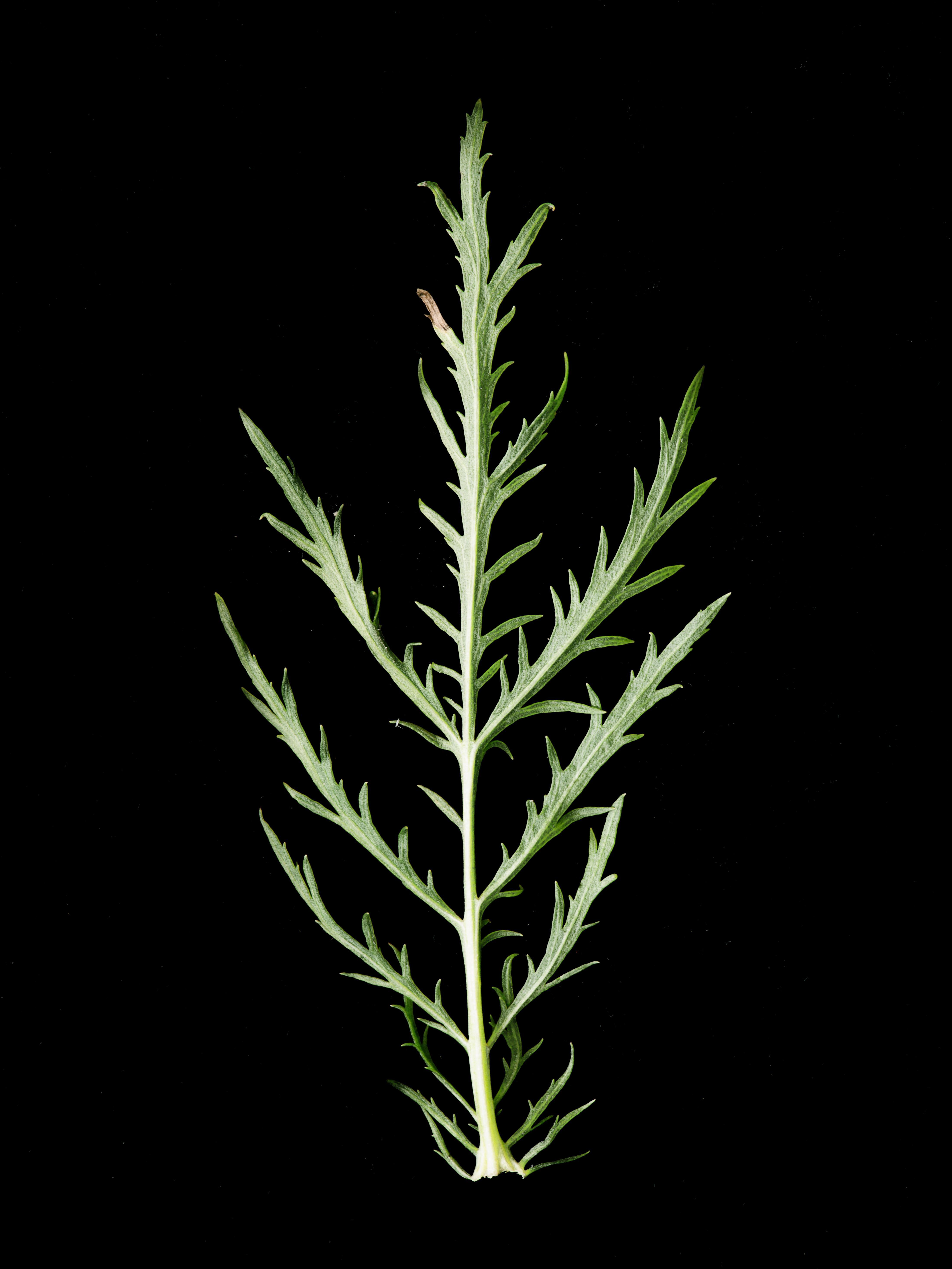 Armoise bisannuelle(Artemisia biennis)_10