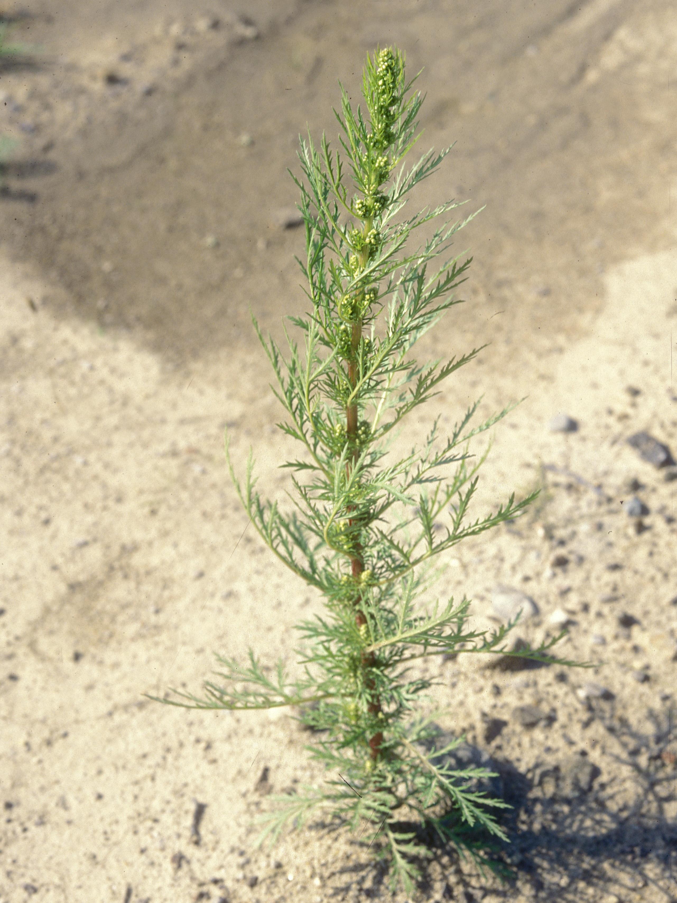 Armoise bisannuelle(Artemisia biennis)_12