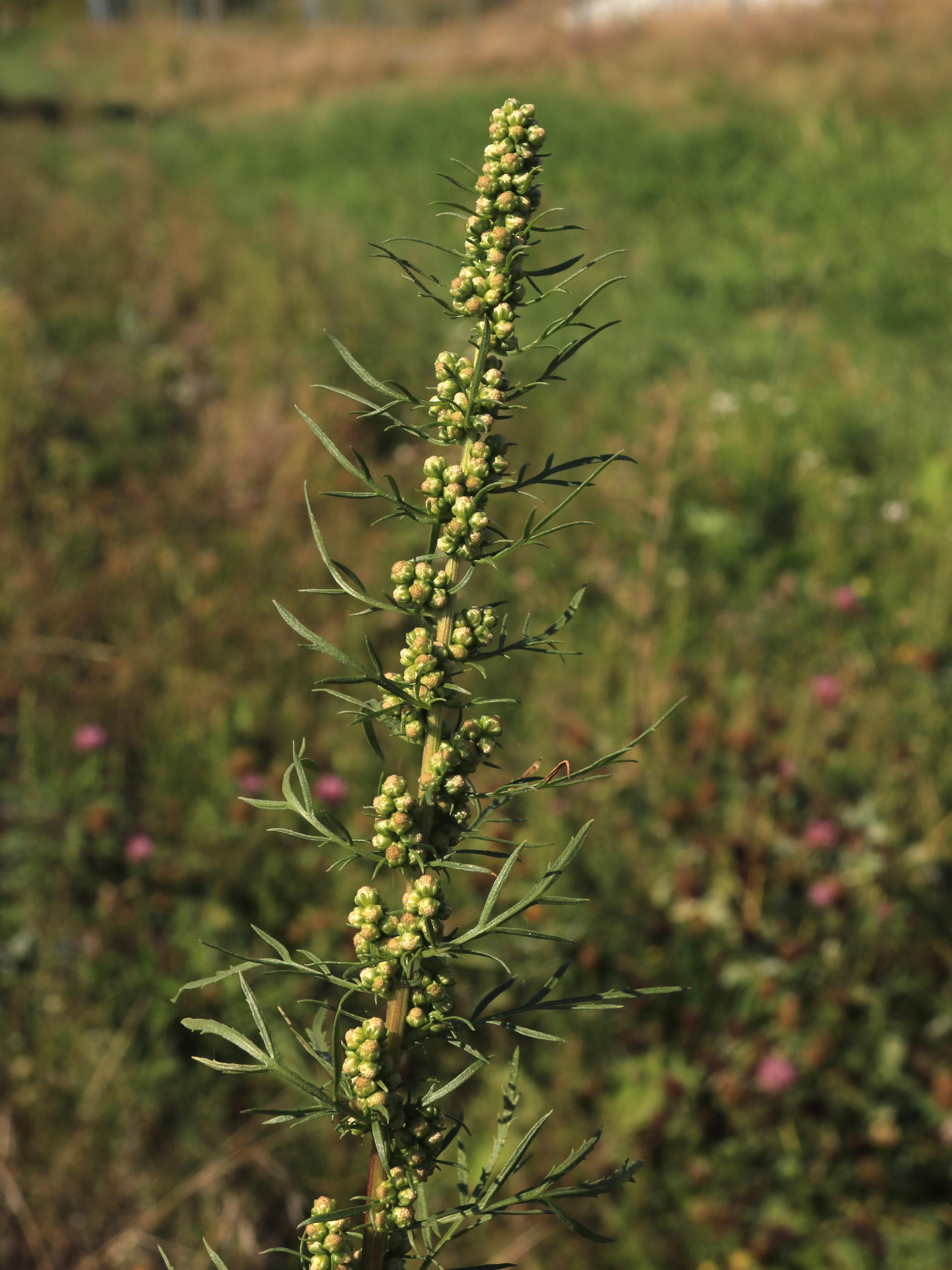 Armoise bisannuelle(Artemisia biennis)_19