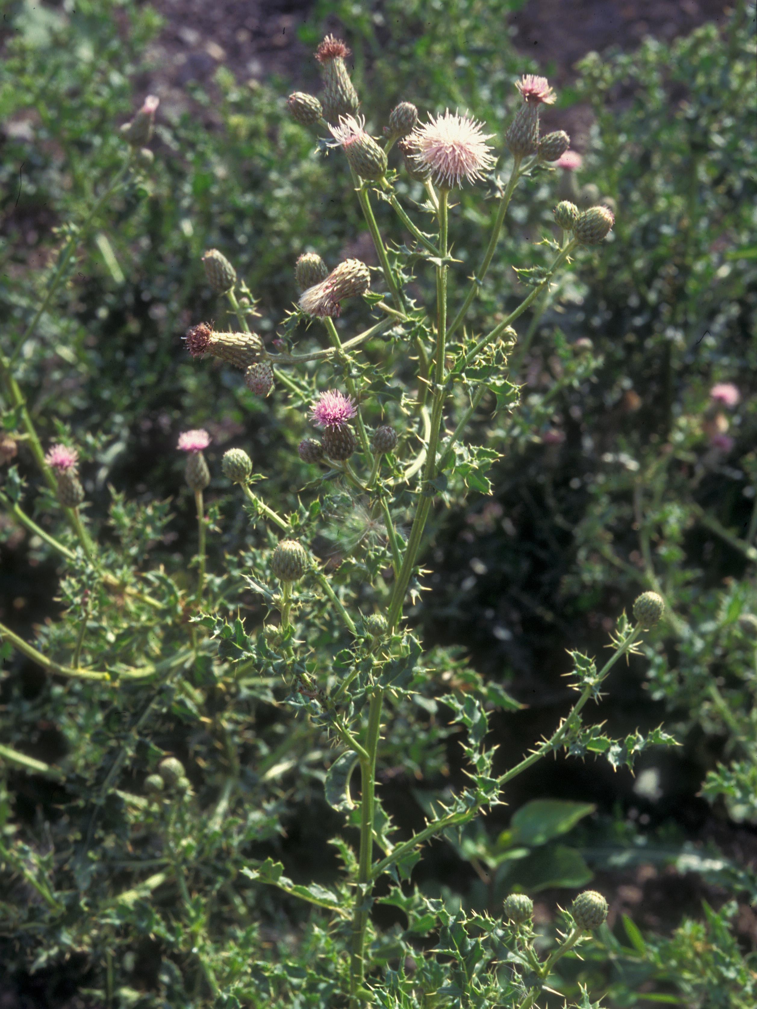 Chardon champs(Cirsium arvense)_8