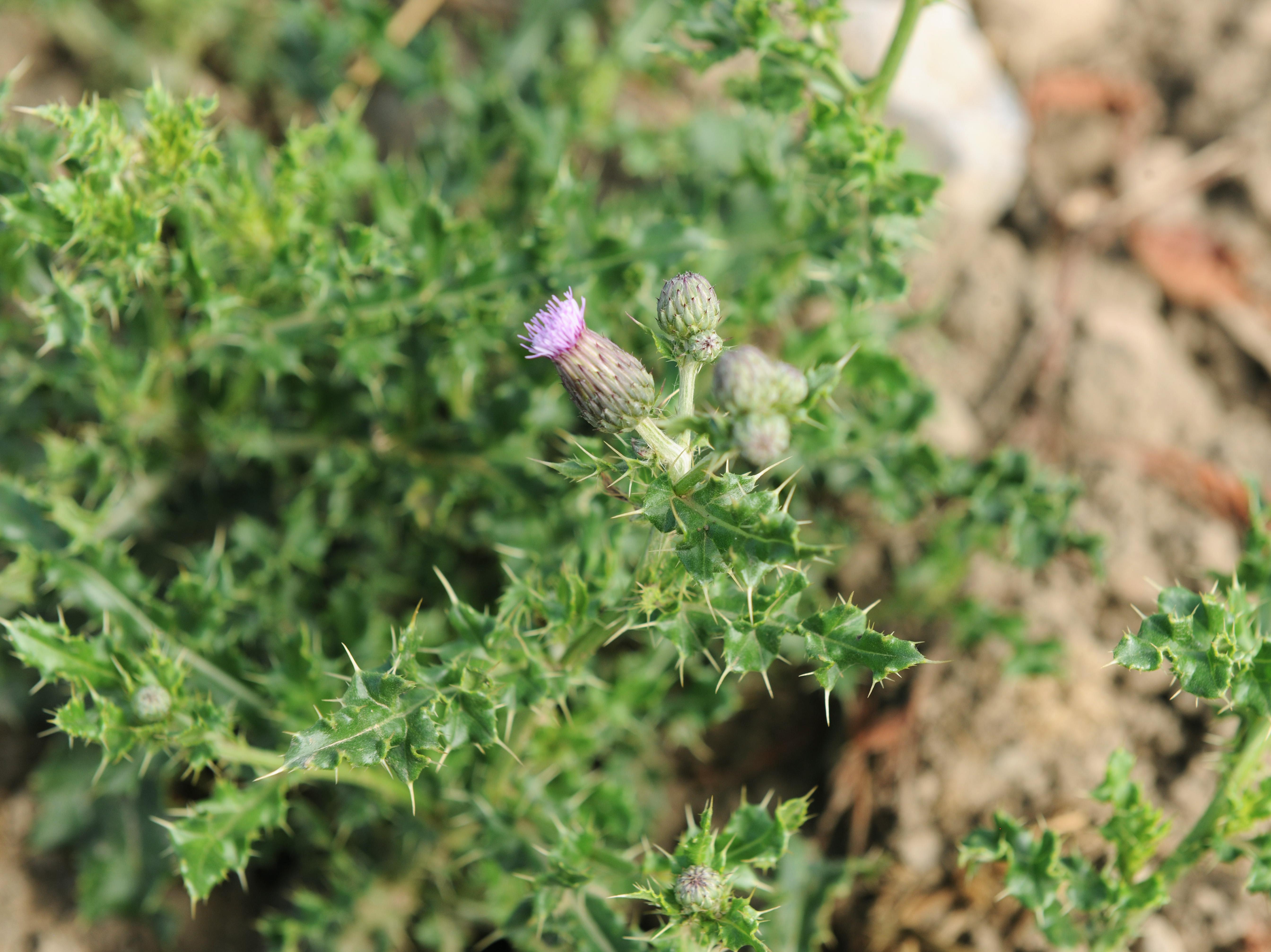 Chardon champs(Cirsium arvense)_12