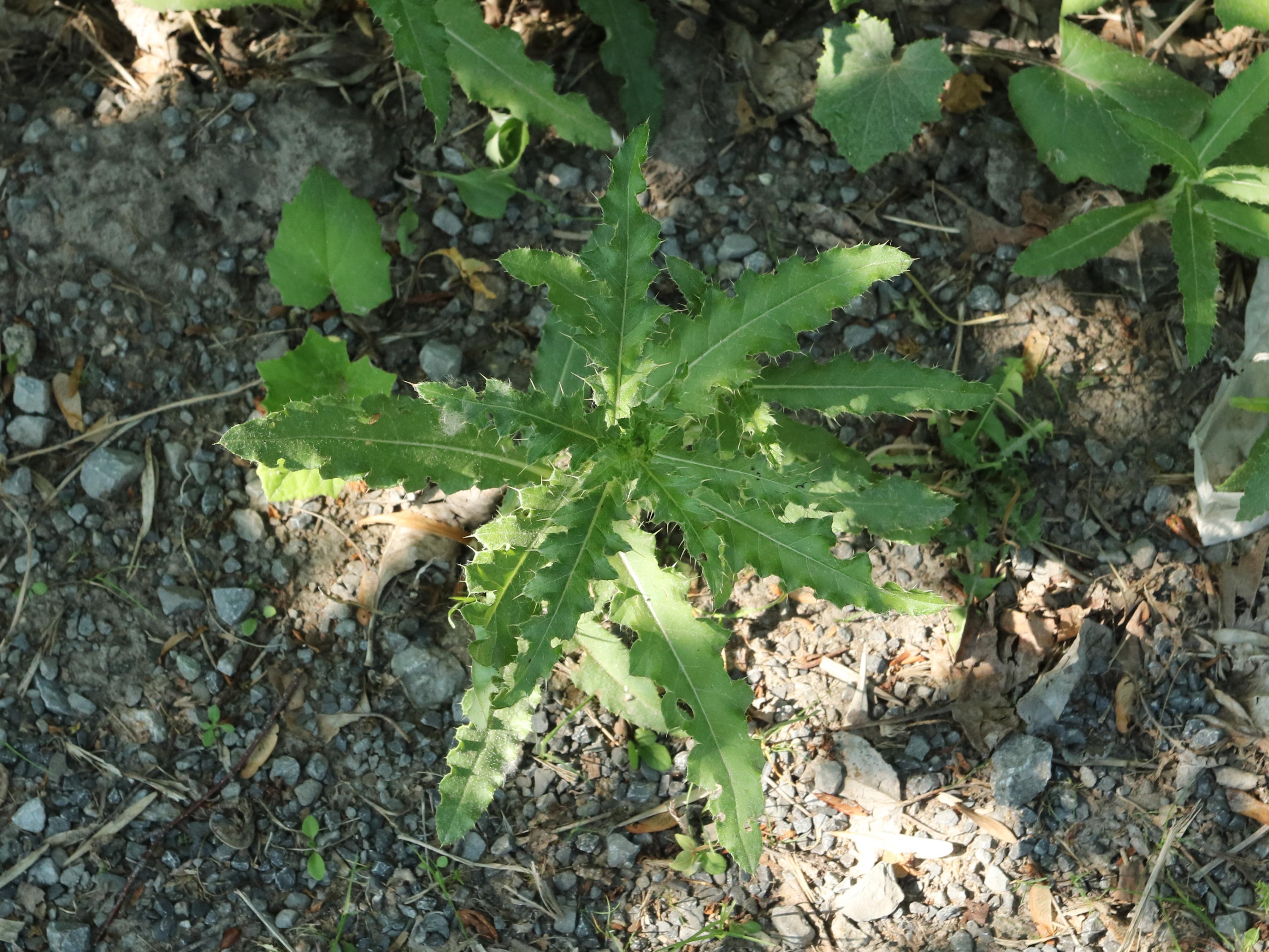 Chardon champs(Cirsium arvense)_16