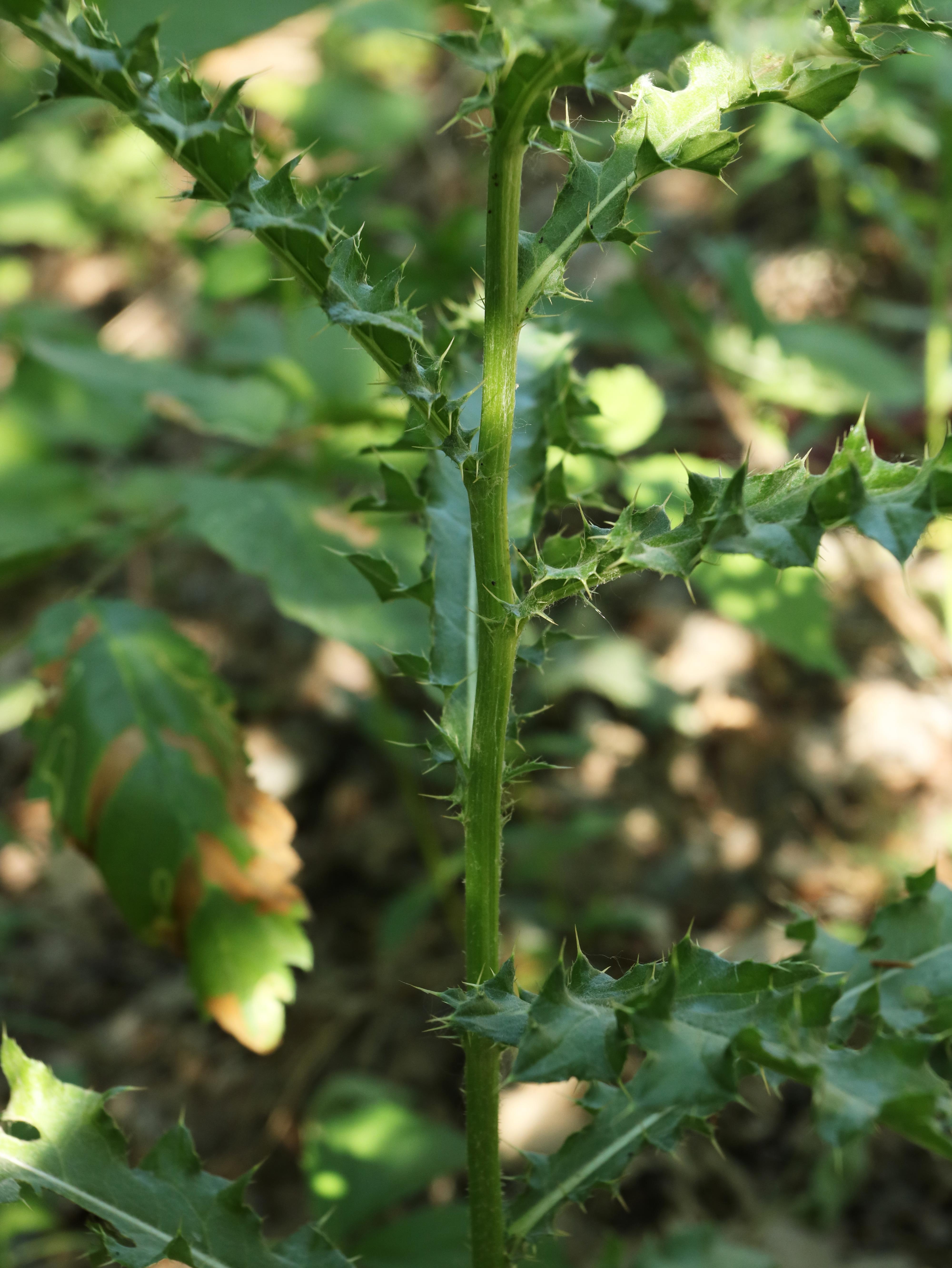 Chardon champs(Cirsium arvense)_18