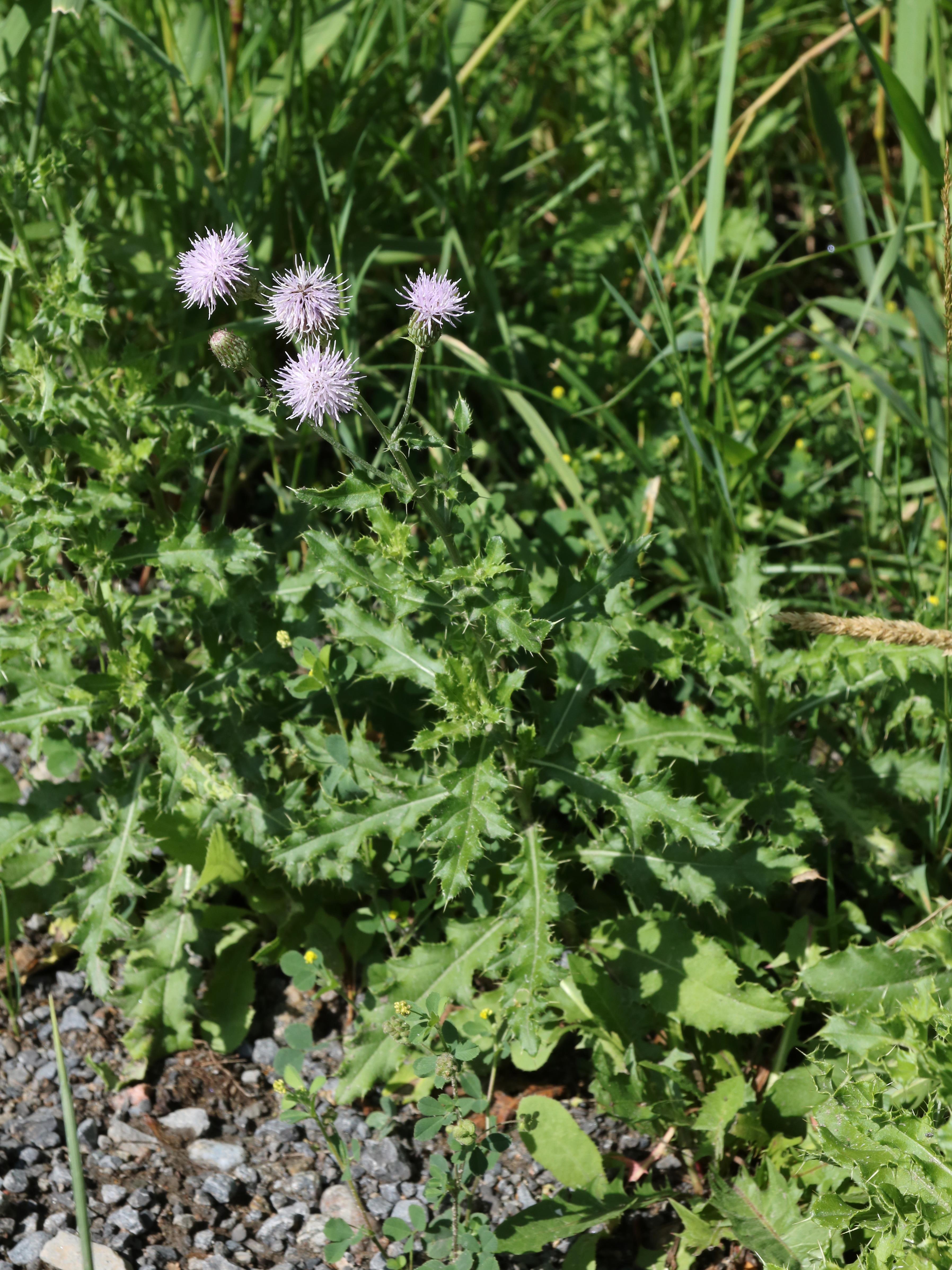 Chardon champs(Cirsium arvense)_19