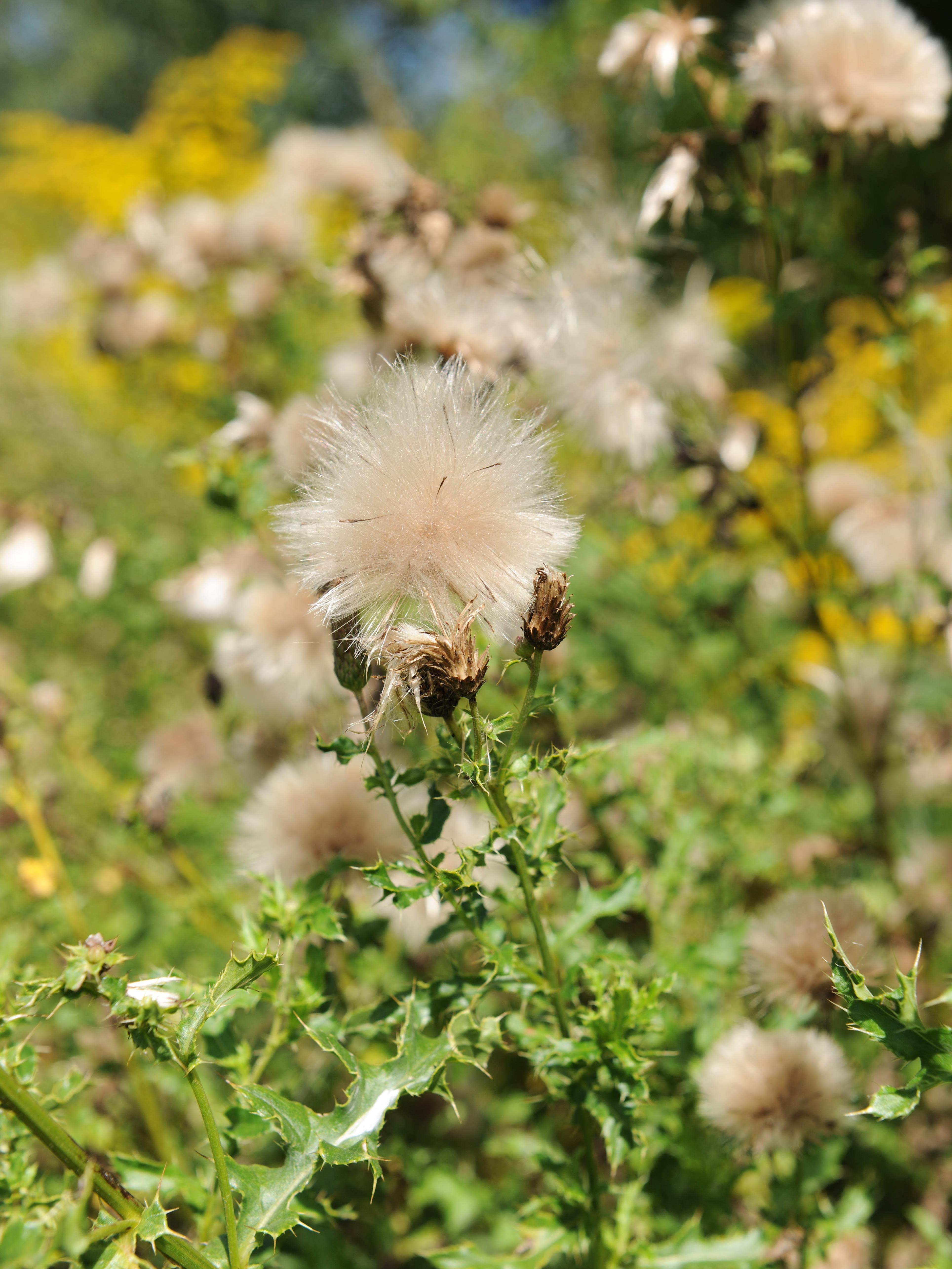 Chardon champs(Cirsium arvense)_21