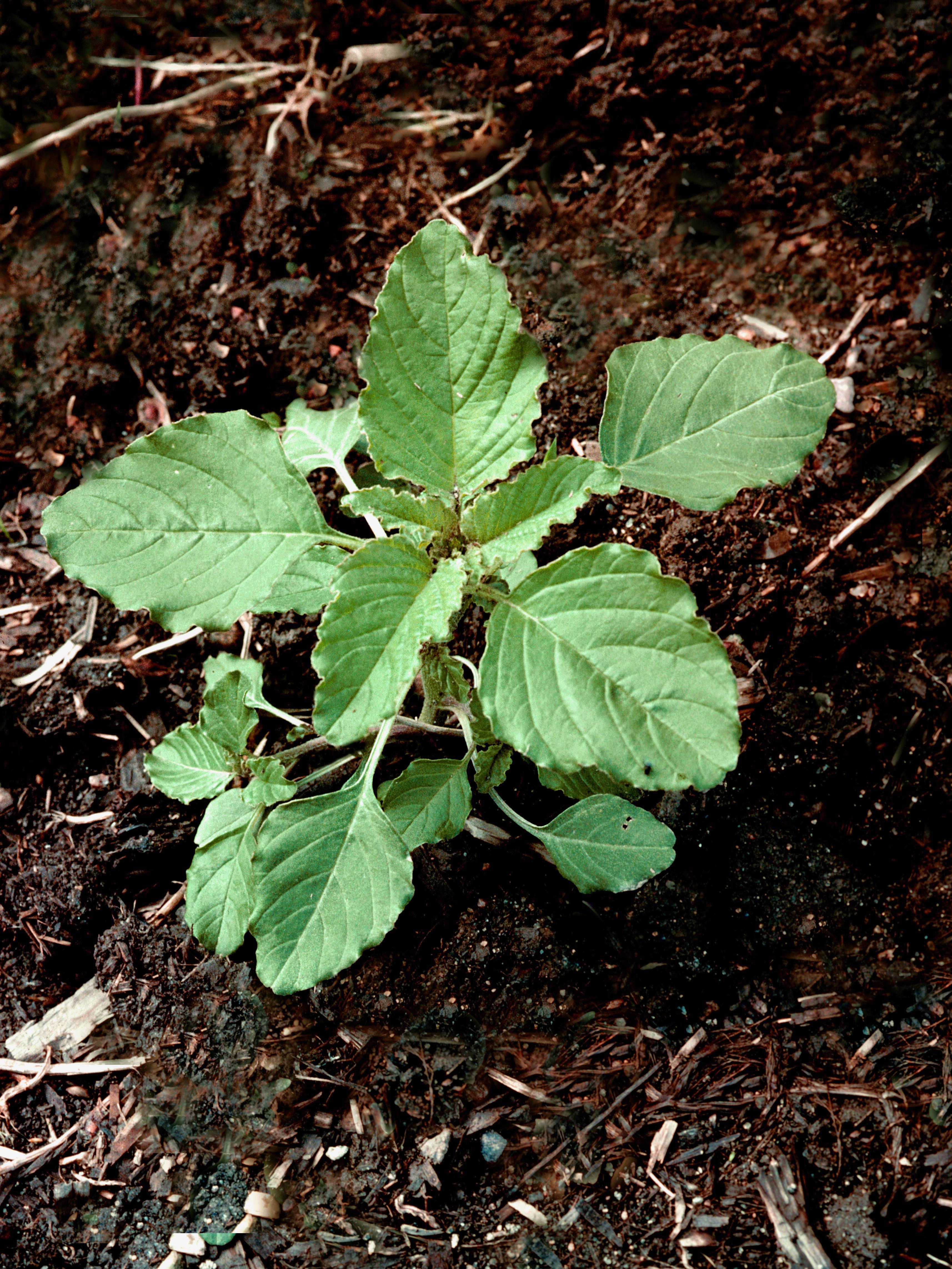 Amarante à racine rouge(Amaranthus retroflexus)_2