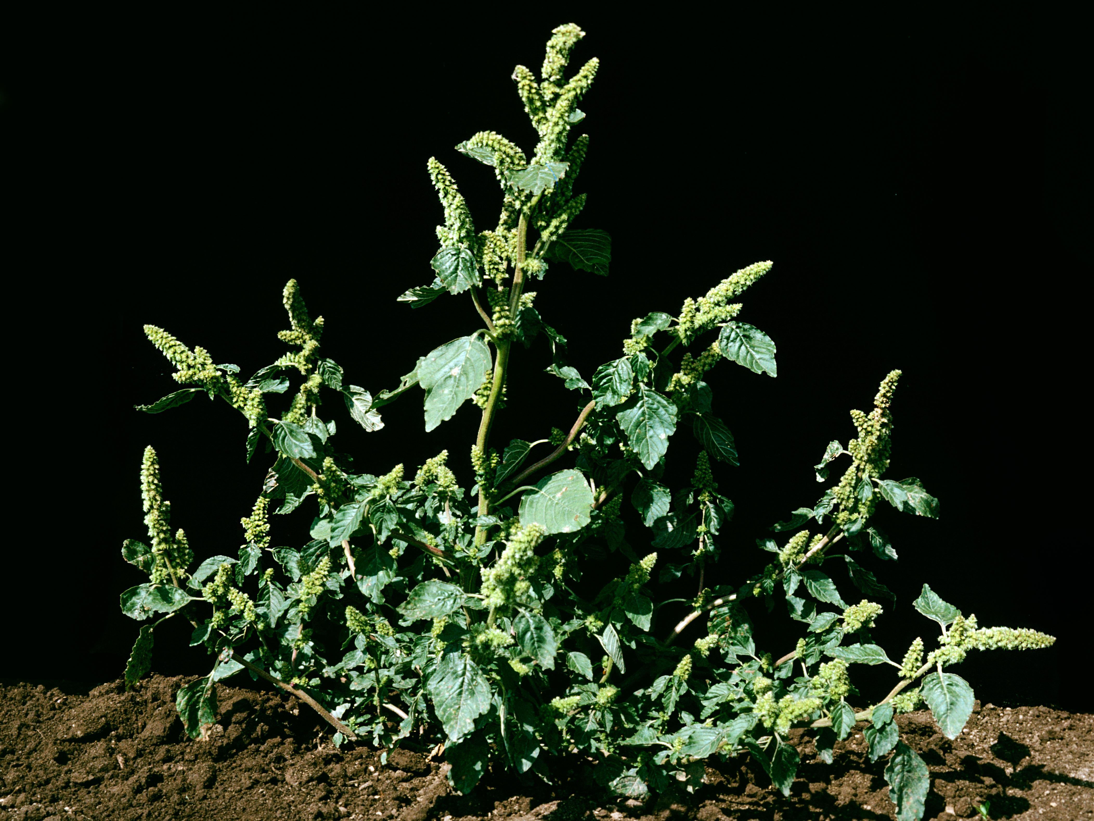 Amarante à racine rouge(Amaranthus retroflexus)_8