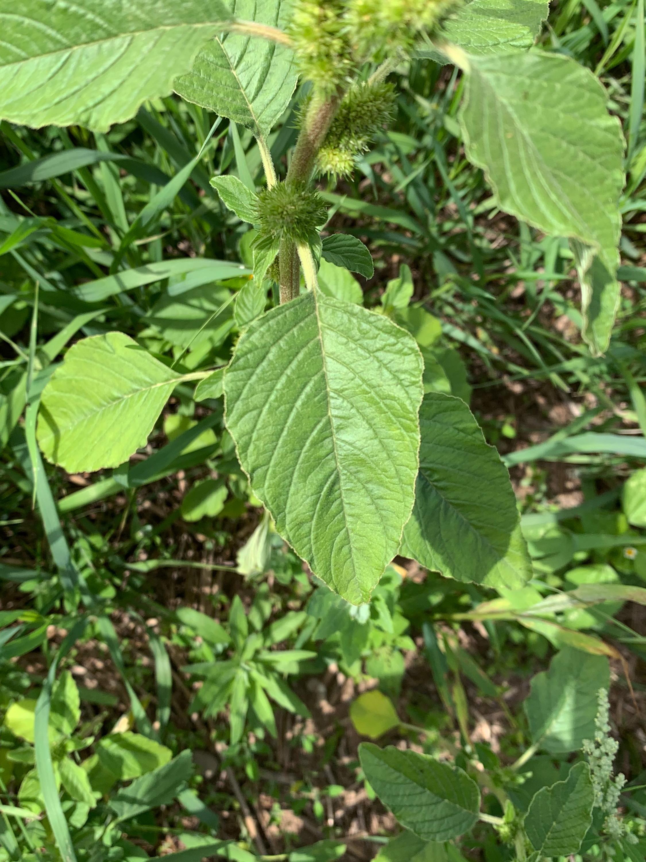 Amarante à racine rouge(Amaranthus retroflexus)_18