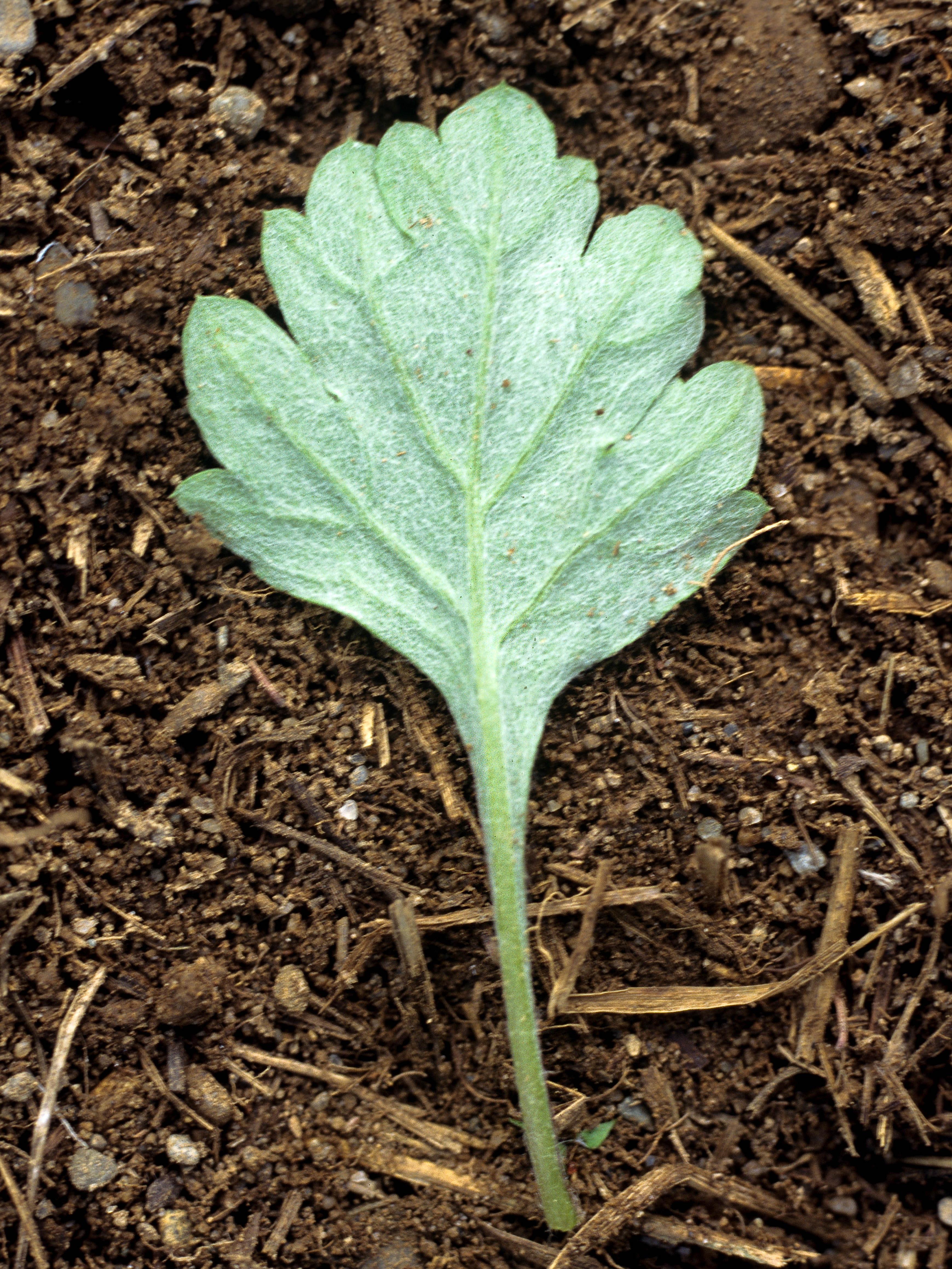 Armoise vulgaire(Artemisia vulgaris)_2